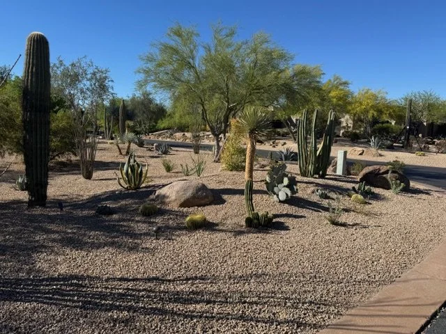 Desert landscape with various cacti and sparse trees under a clear blue sky.