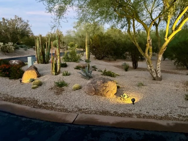 Desert landscape with various cacti, succulents, rocks, and trees illuminated by landscape lighting at dusk.