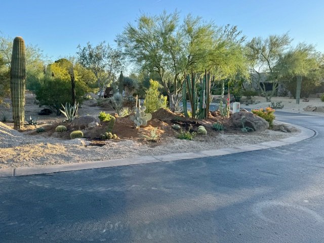 Desert landscape with various cacti and drought-tolerant plants around a curve in the road, with trees and houses in the background.