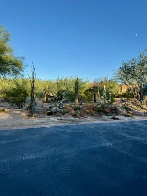 A desert landscape with various cacti and desert plants alongside a paved road under a clear blue sky.