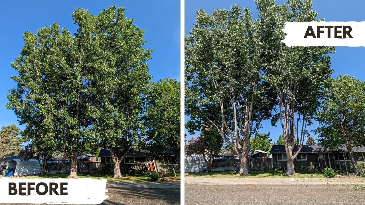 Comparison of a house with fully grown trees in front of it, on the left labeled 'Before' and with trimmed trees on the right labeled 'After'.