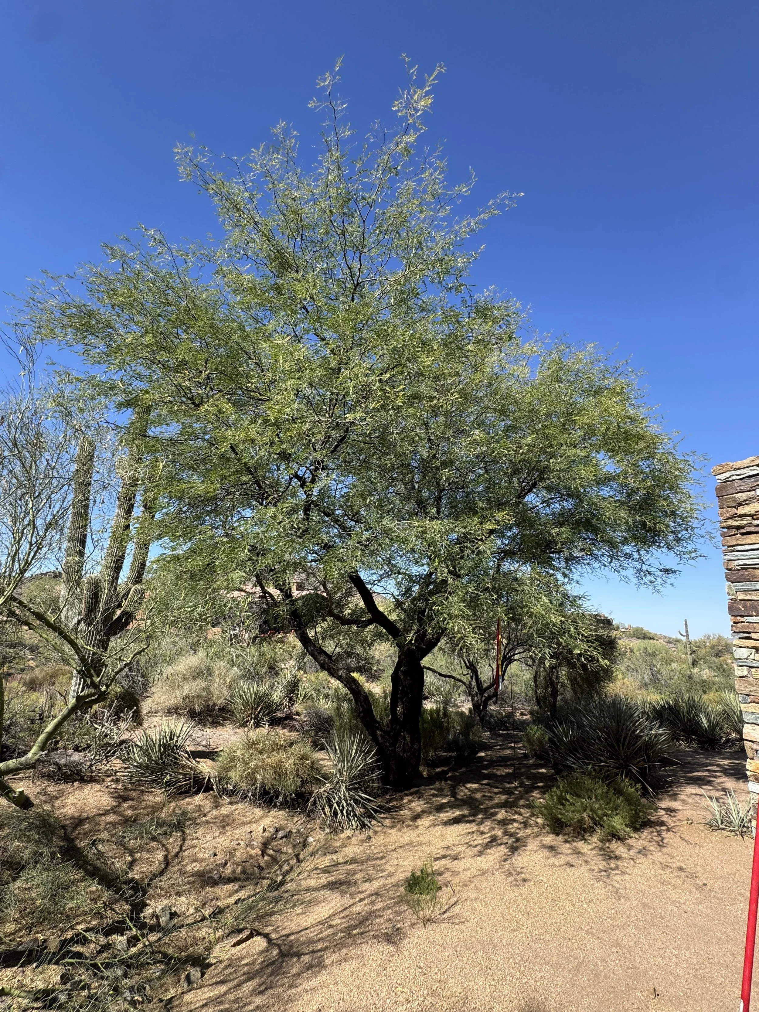 Desert landscape with a large green leafy tree, bushes, and cacti, under a clear blue sky, with a stone wall on the right side.