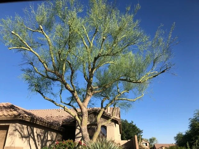A large tree with a twisting trunk and green leaves growing in front of a beige house with a tiled roof under a clear blue sky.