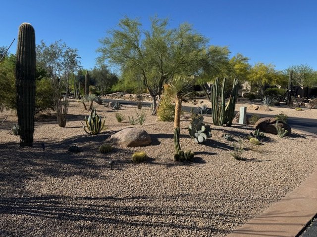 Desert landscape with various cacti and drought-tolerant plants, sandy ground, and a clear blue sky.