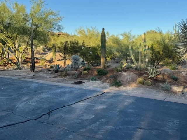 Desert landscape with various cacti and desert plants along a paved road under a clear blue sky.