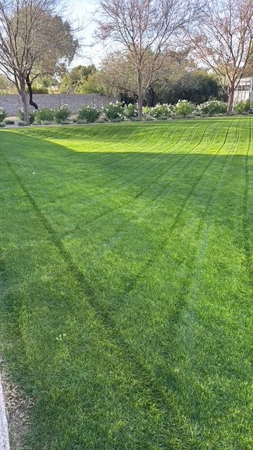 Freshly mowed green lawn with visible mowing lines and trees in the background.