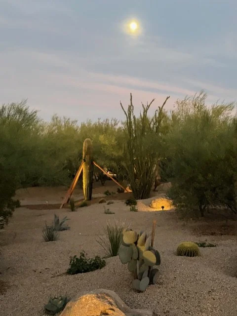 Desert landscape at dusk with cacti and bushes, illuminated by outdoor lighting, under a moonlit sky.