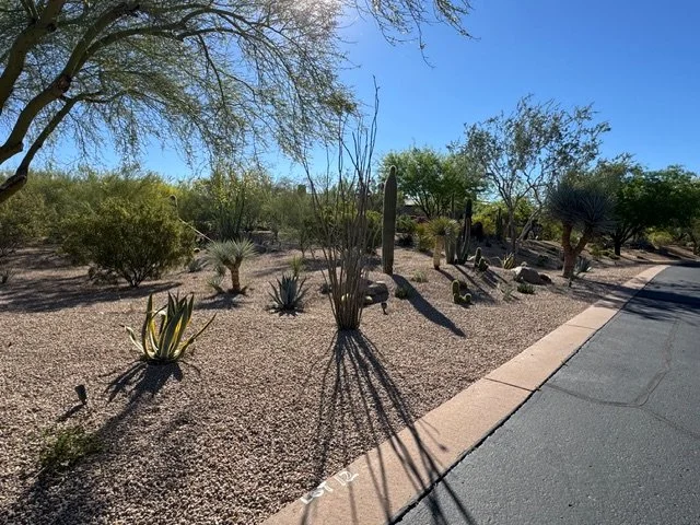 Desert landscape with various cacti and drought-tolerant plants along a paved sidewalk under a clear blue sky.