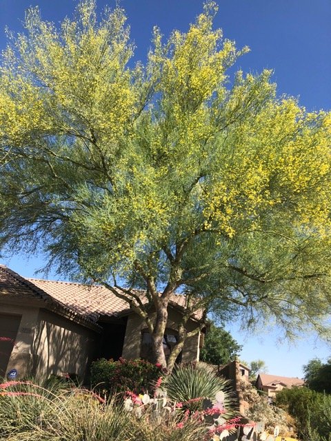 A large tree with green and yellow leaves in front of a house with a tiled roof, under a clear blue sky.