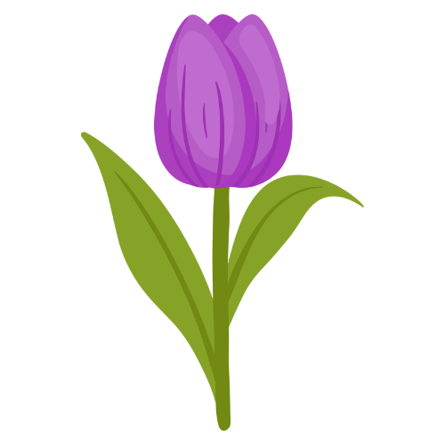purple tulip