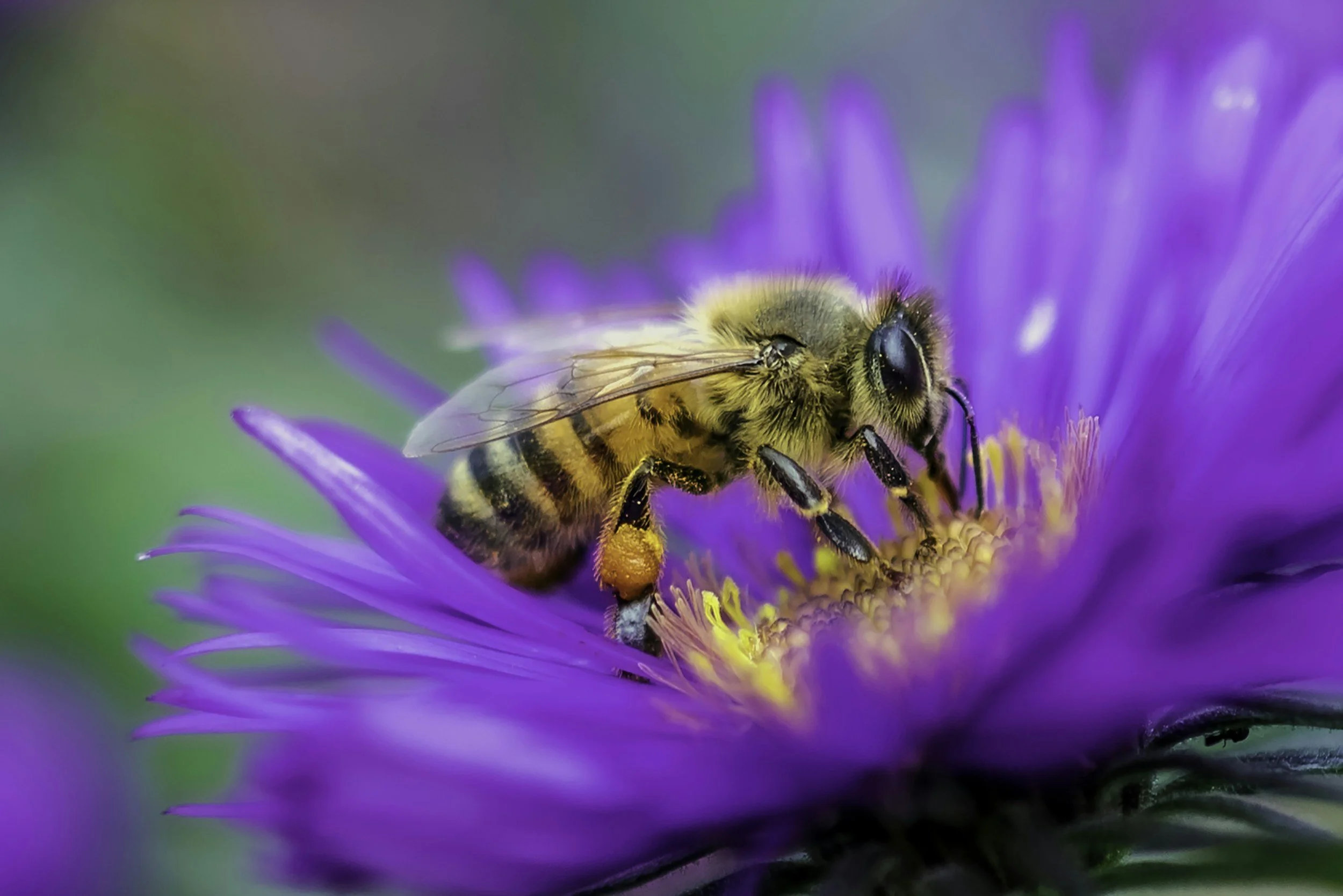 Close-up of a bee collecting nectar from a vibrant purple flower with yellow center, blurred green background.