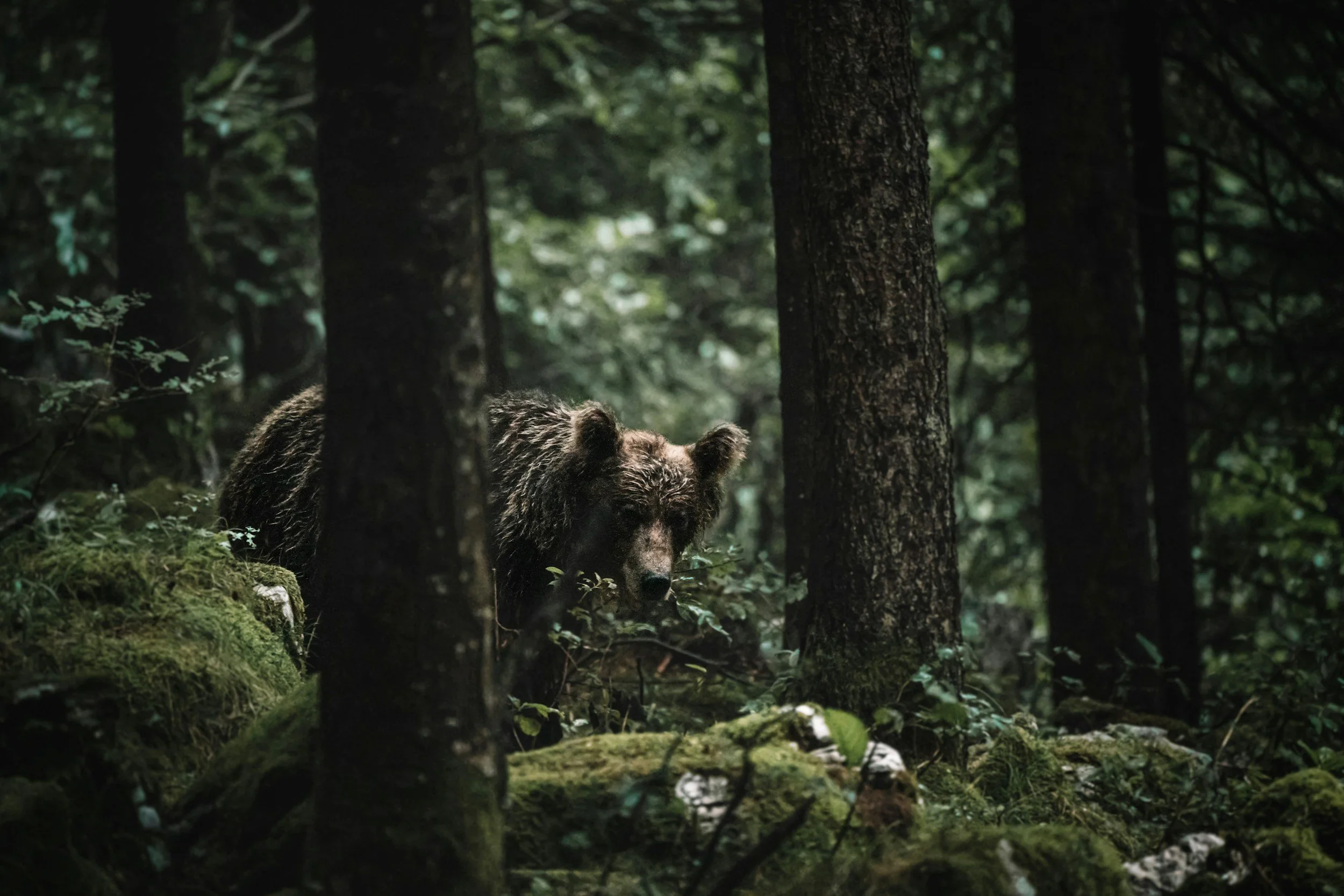 Un oso en un bosque frondoso con árboles altos y el suelo cubierto de musgo.