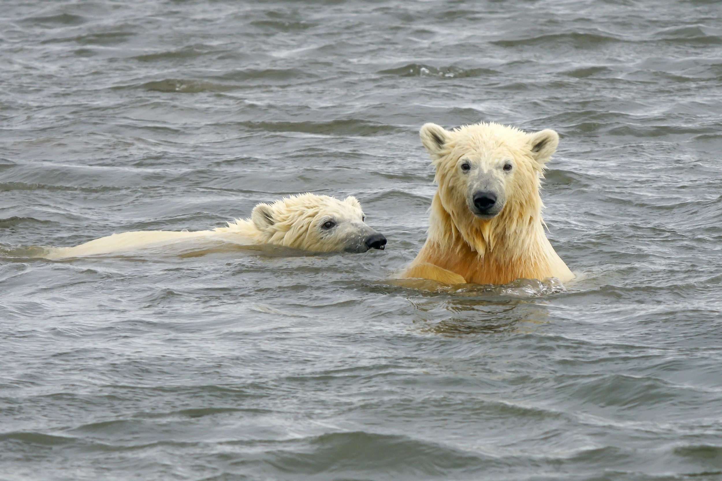 Two polar bears swimming in a body of water, one with only the head visible and the other with the upper body above the water.