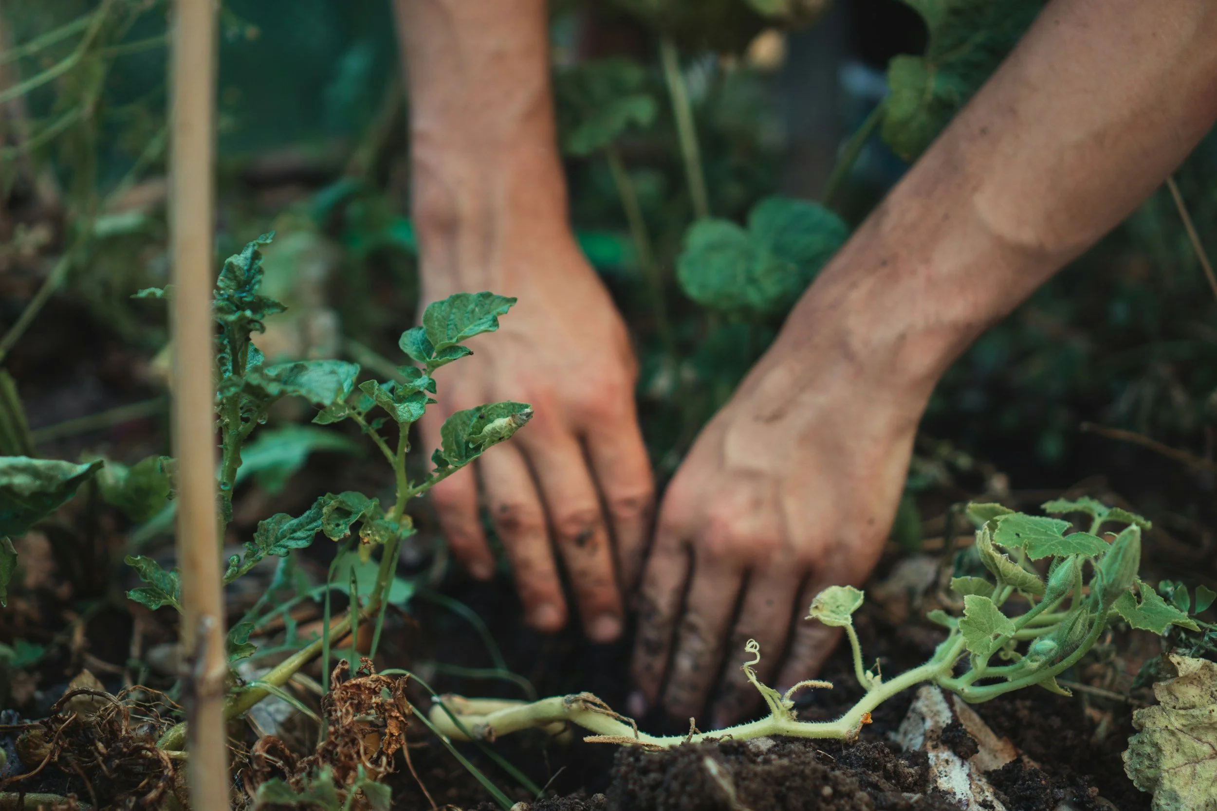 Primer plano de las manos de una persona plantando una plántula verde en tierra oscura, en un jardín o una granja.