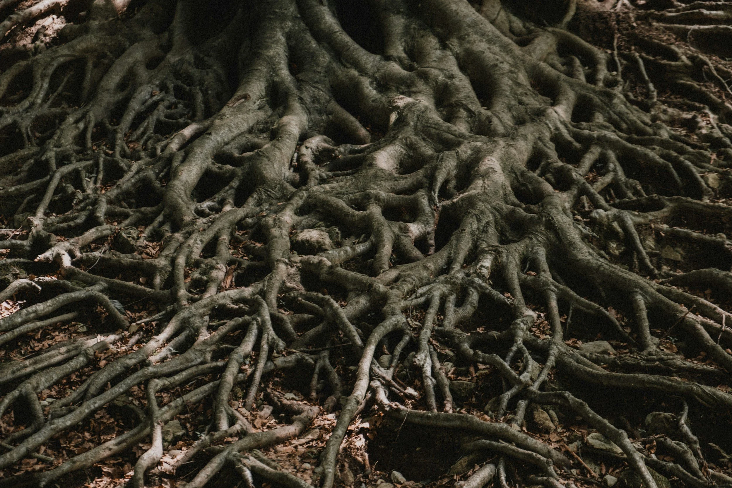 La imagen muestra las raíces enmarañadas de un árbol grande en el suelo del bosque, con hojas secas esparcidas a su alrededor.