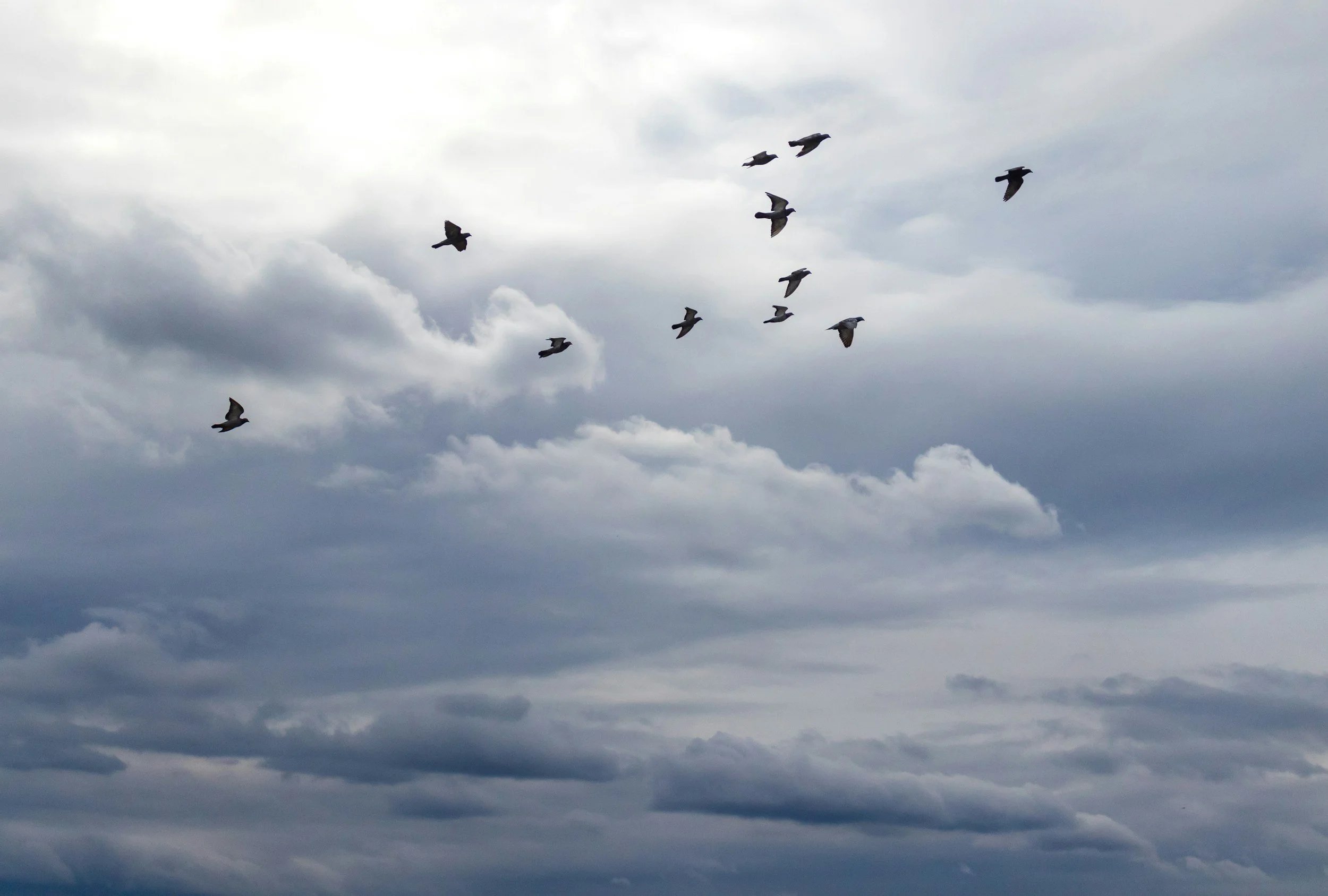 Grupo de pájaros volando contra un cielo nublado.