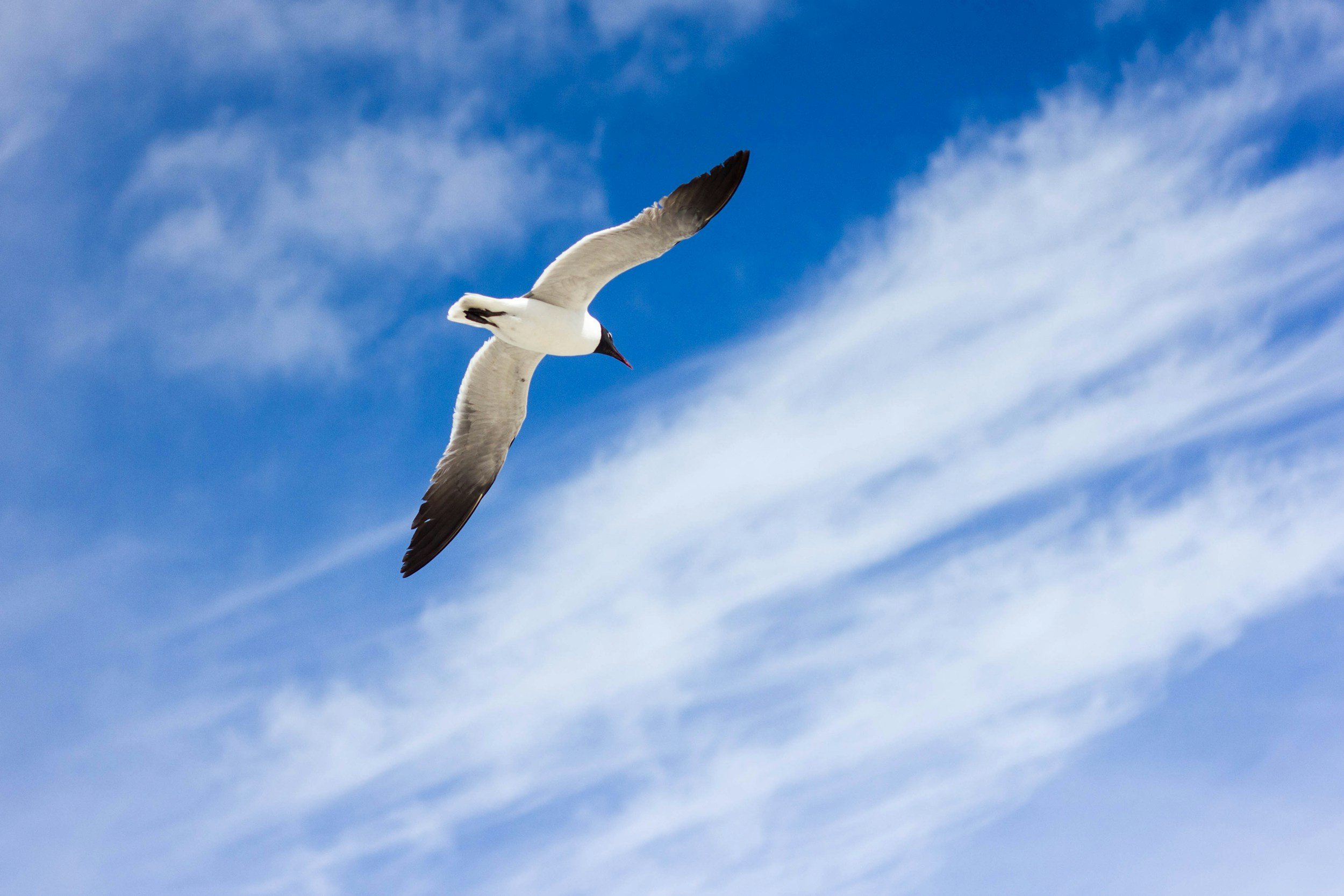 Una gaviota volando en un cielo azul con nubes dispersas.