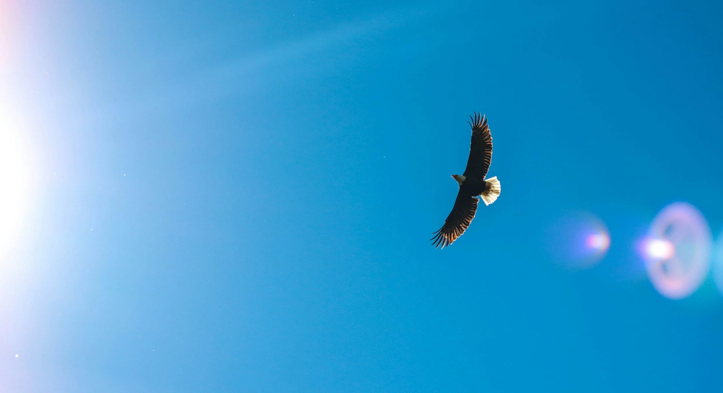 Un águila calva volando en un cielo azul y despejado.