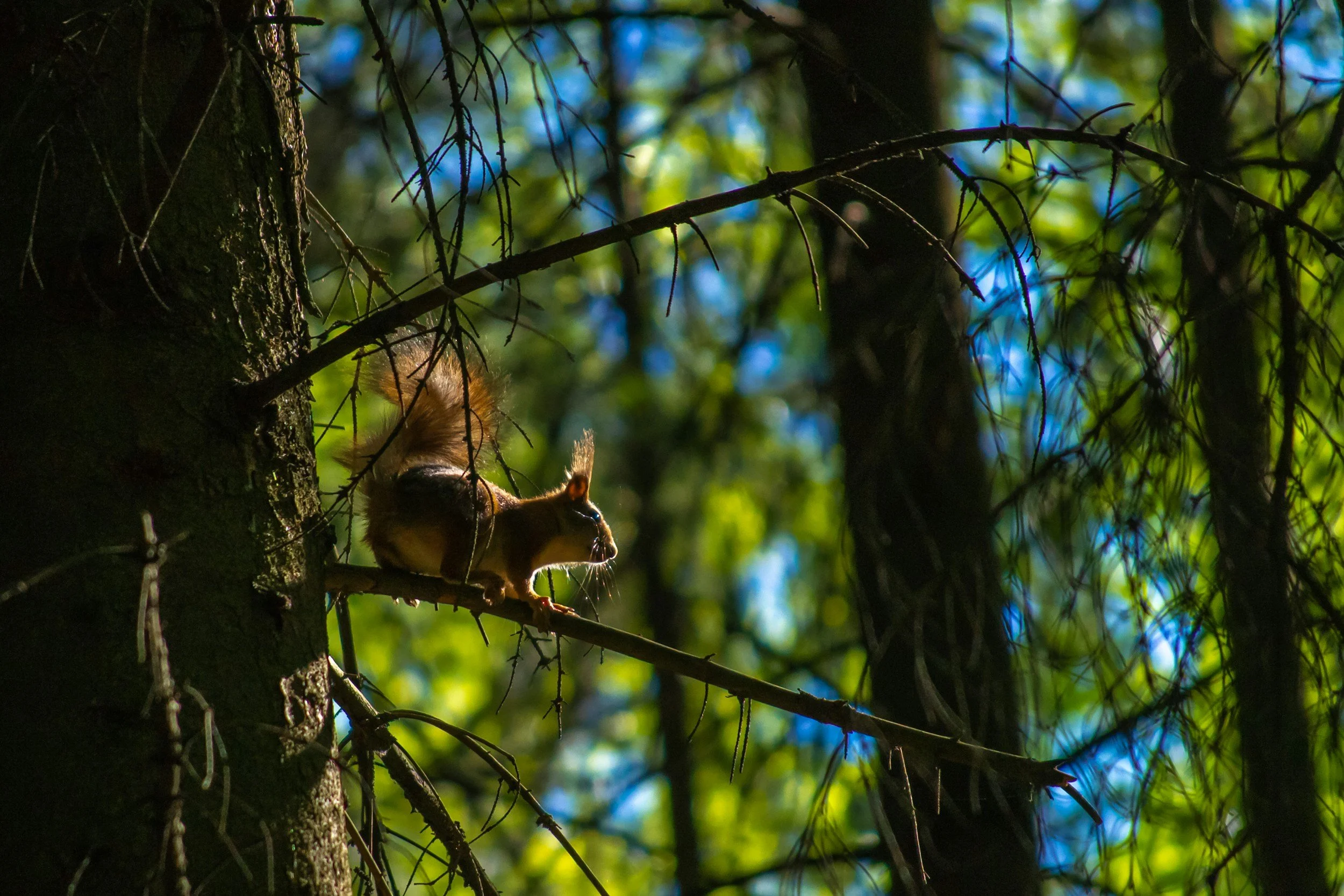 Una ardilla en la rama de un árbol en un bosque frondoso, con hojas verdes y un cielo azul al fondo.