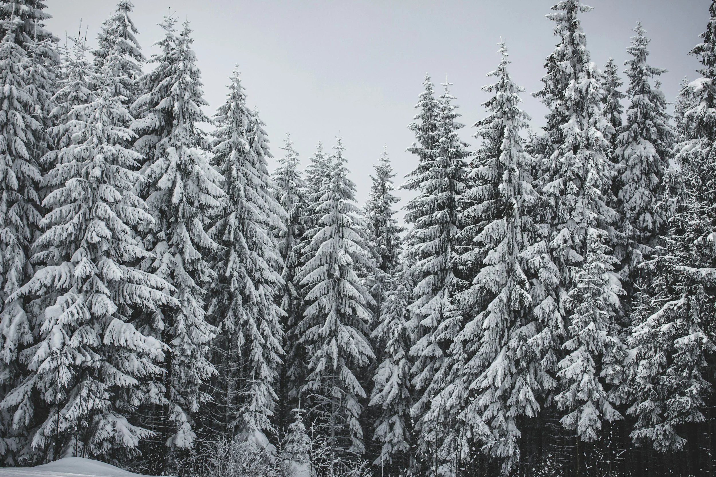 Pinos cubiertos de nieve en un bosque invernal bajo un cielo nublado.