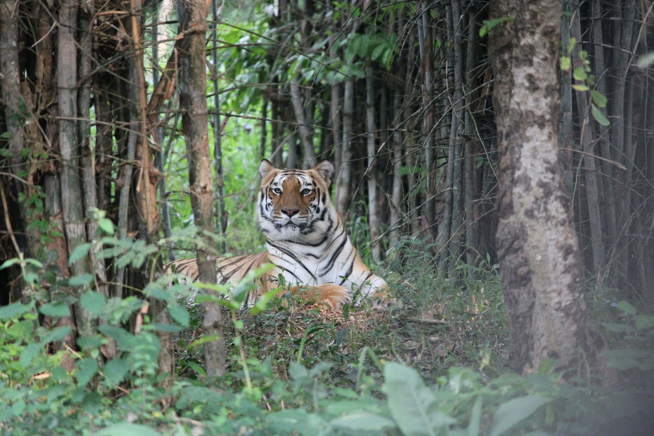 Un tigre tumbado en una espesa selva, rodeado de árboles y follaje verde.