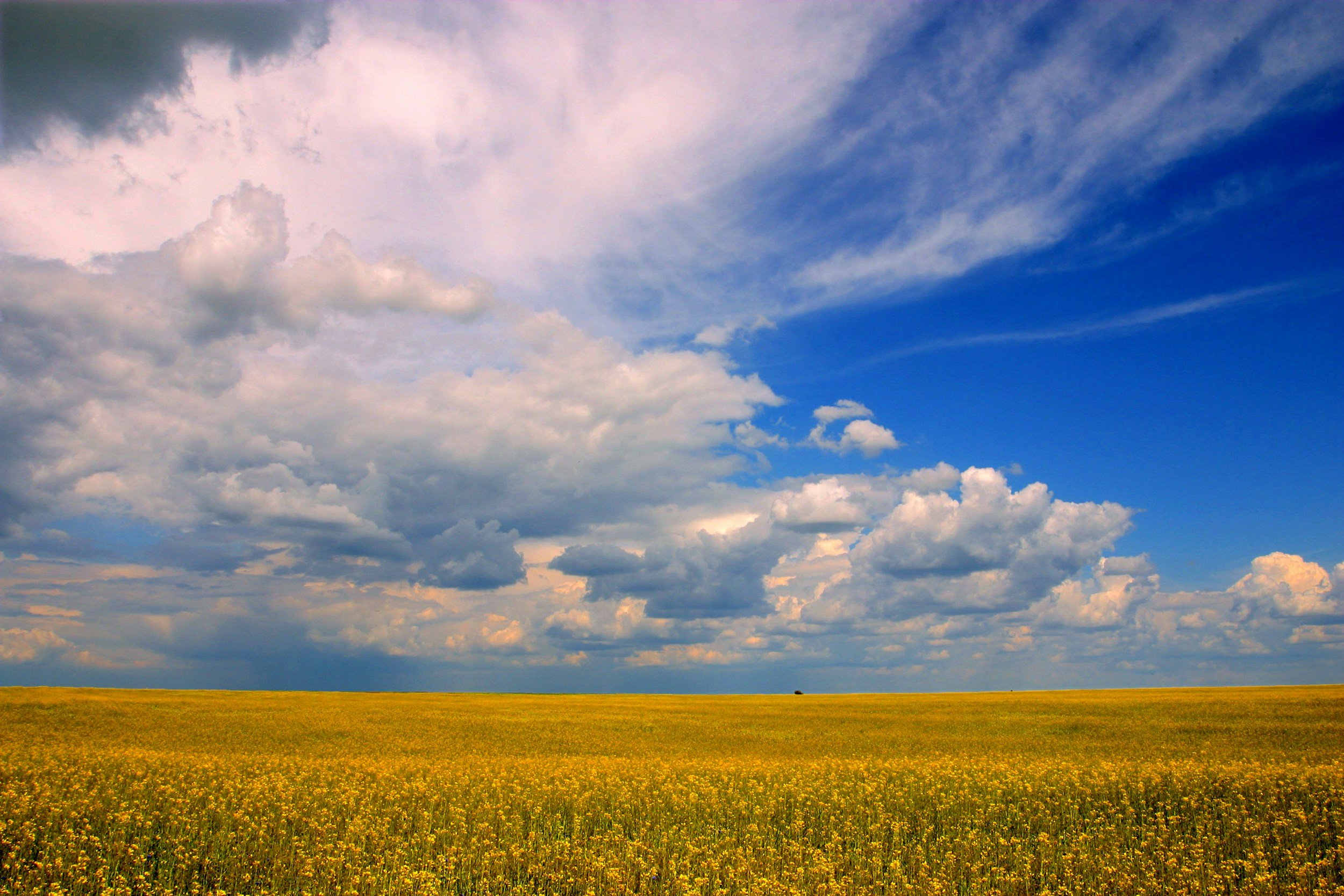 Un campo abierto cubierto de flores amarillas bajo un cielo parcialmente nublado, con nubes oscuras a la izquierda y cielo azul a la derecha.