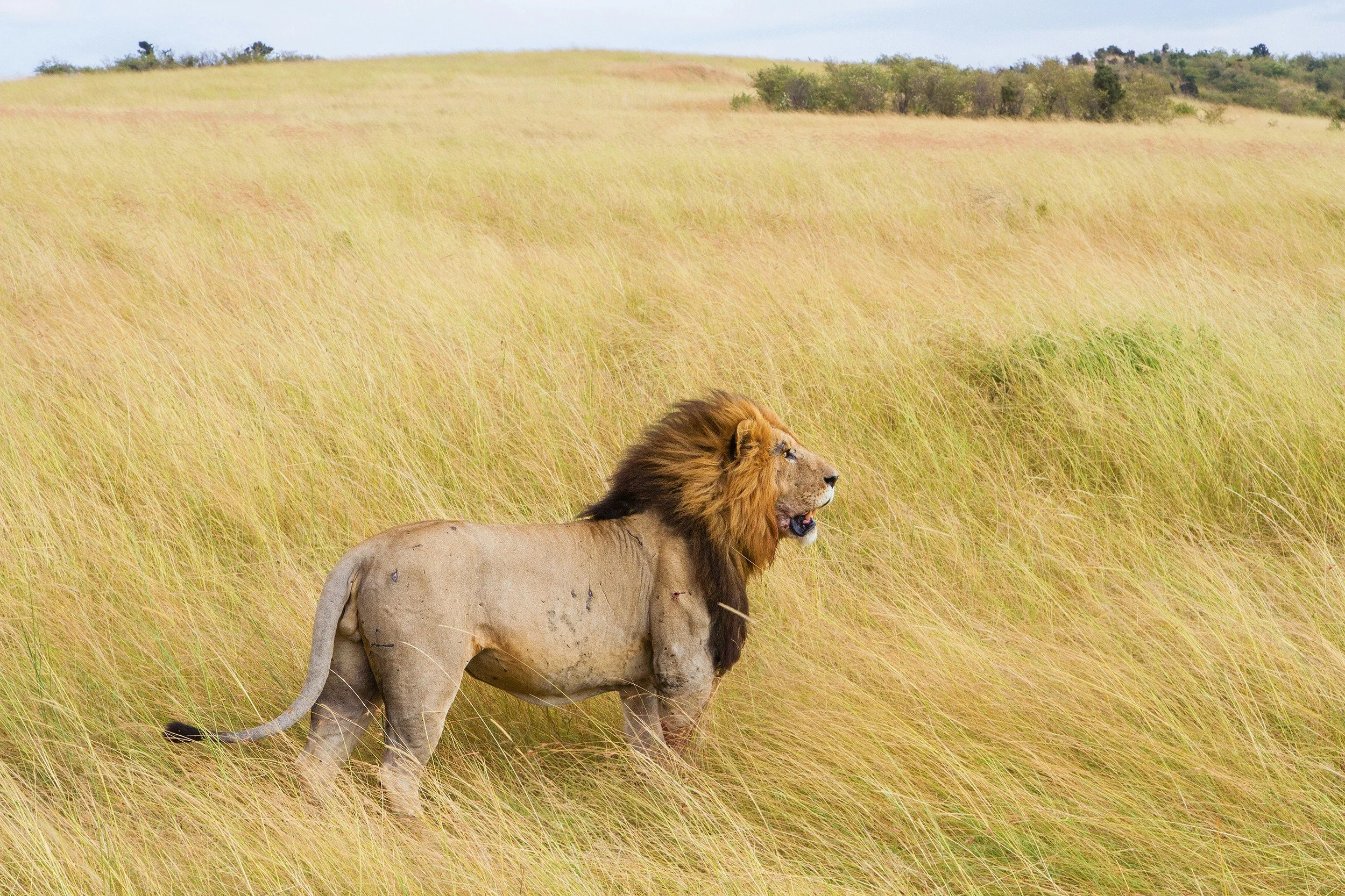 Un león tumbado entre la alta hierba amarilla en un paisaje de pradera con árboles dispersos al fondo.