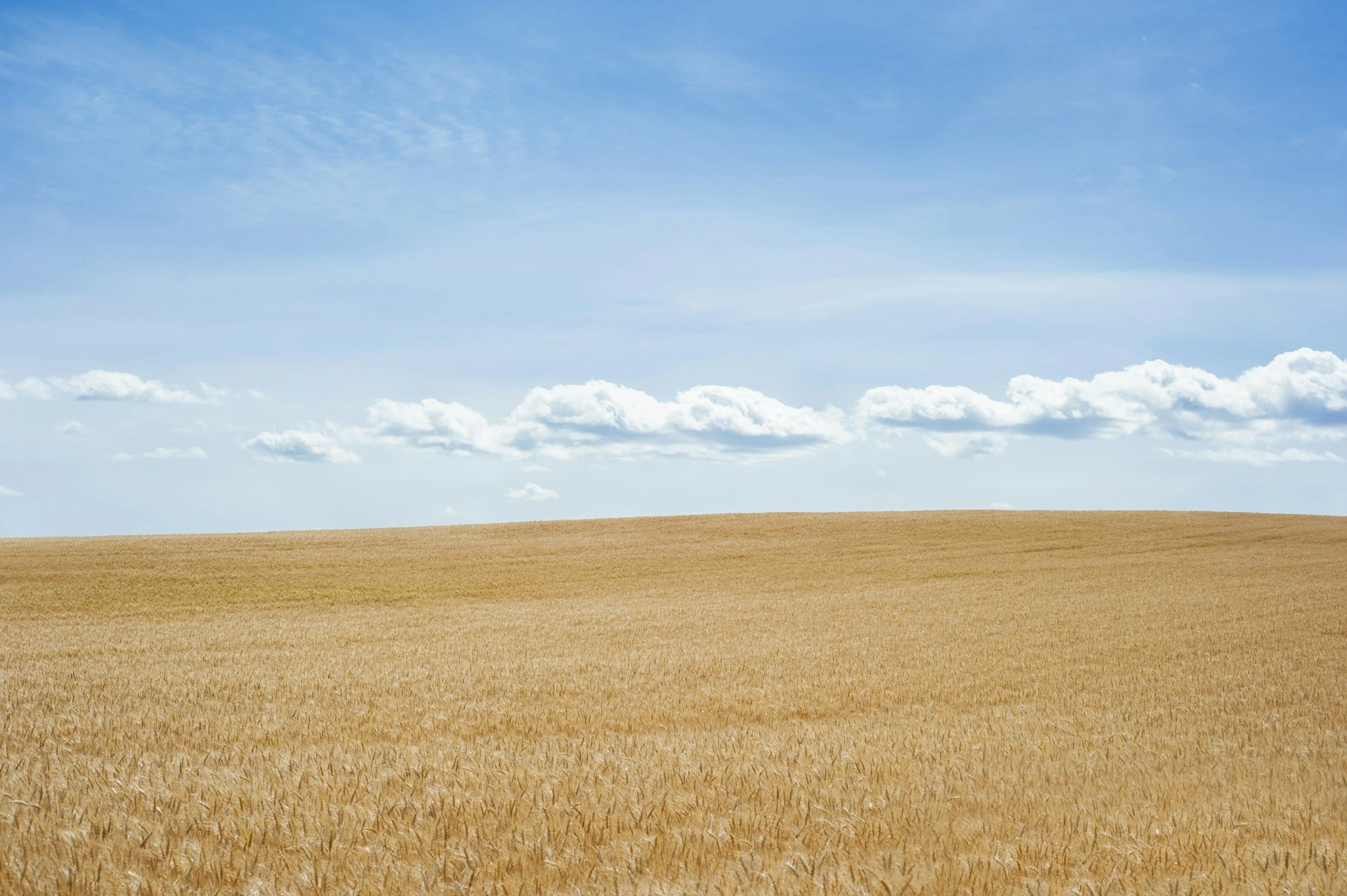 Un extenso campo de trigo dorado bajo un cielo azul y despejado con algunas nubes dispersas.