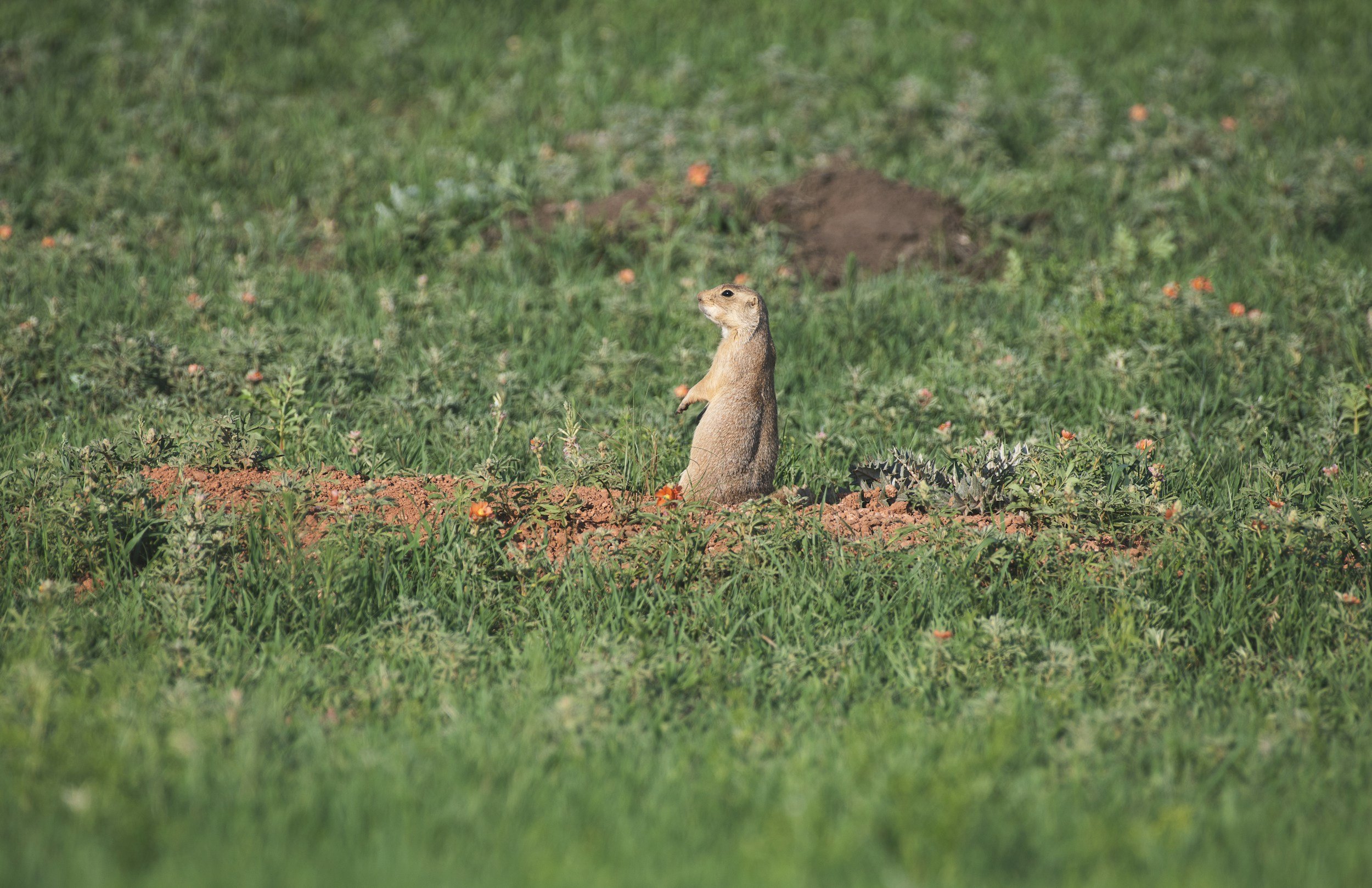 Un perro de la pradera de pie sobre sus patas traseras en un prado salpicado de pequeñas flores naranjas, con un montículo de tierra al fondo.