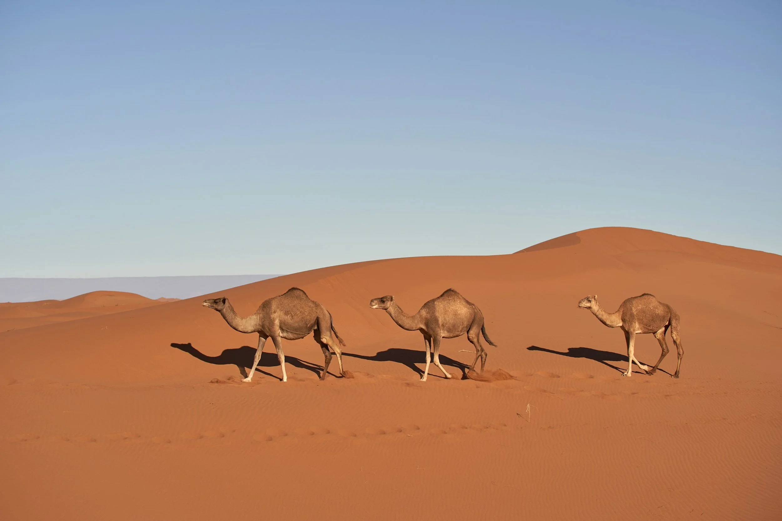 Tres camellos caminando por un paisaje desértico con dunas de arena y un cielo azul y despejado.