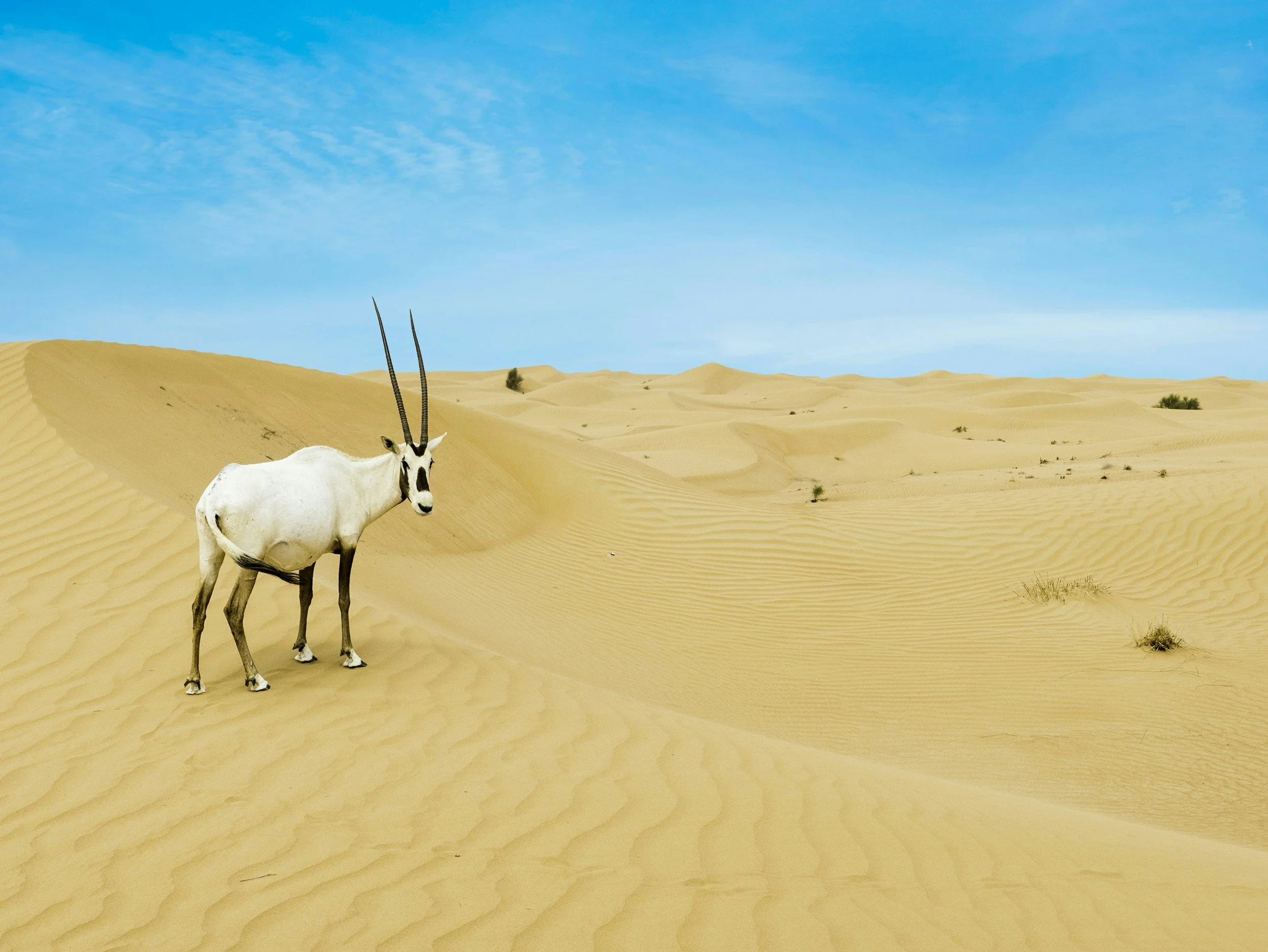 Un paisaje desértico arenoso con dunas bajo un cielo azul brillante, con un único órix en primer plano.