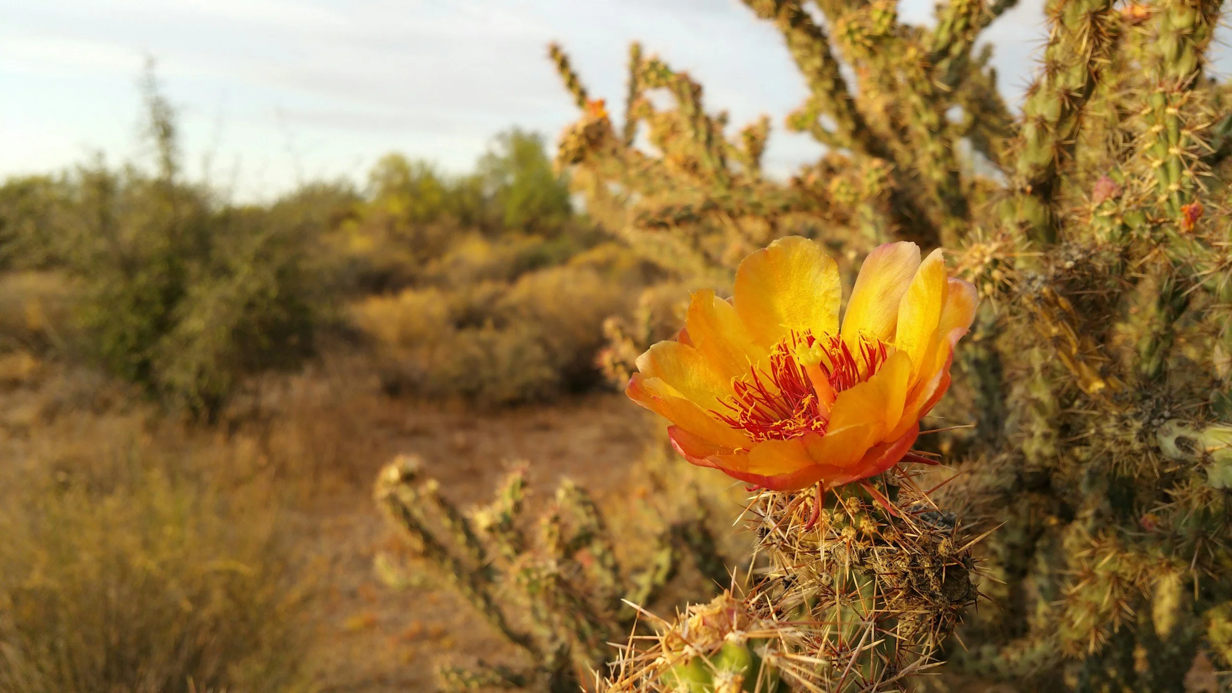 Una flor amarilla de cactus que florece en un cactus espinoso en un paisaje desértico con arbustos secos y un cielo despejado.