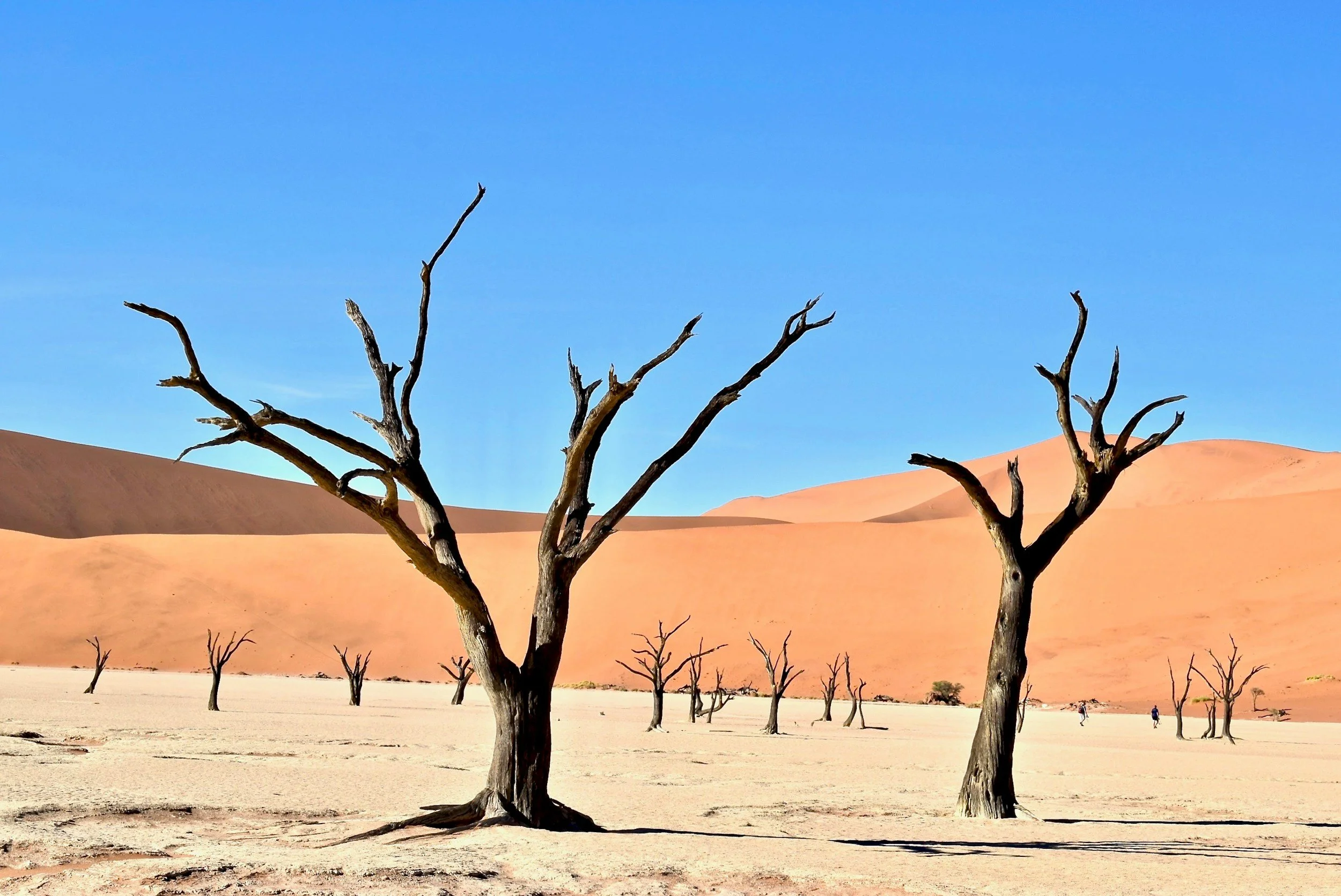 Árboles muertos en un paisaje desértico con dunas de arena y un cielo azul claro.