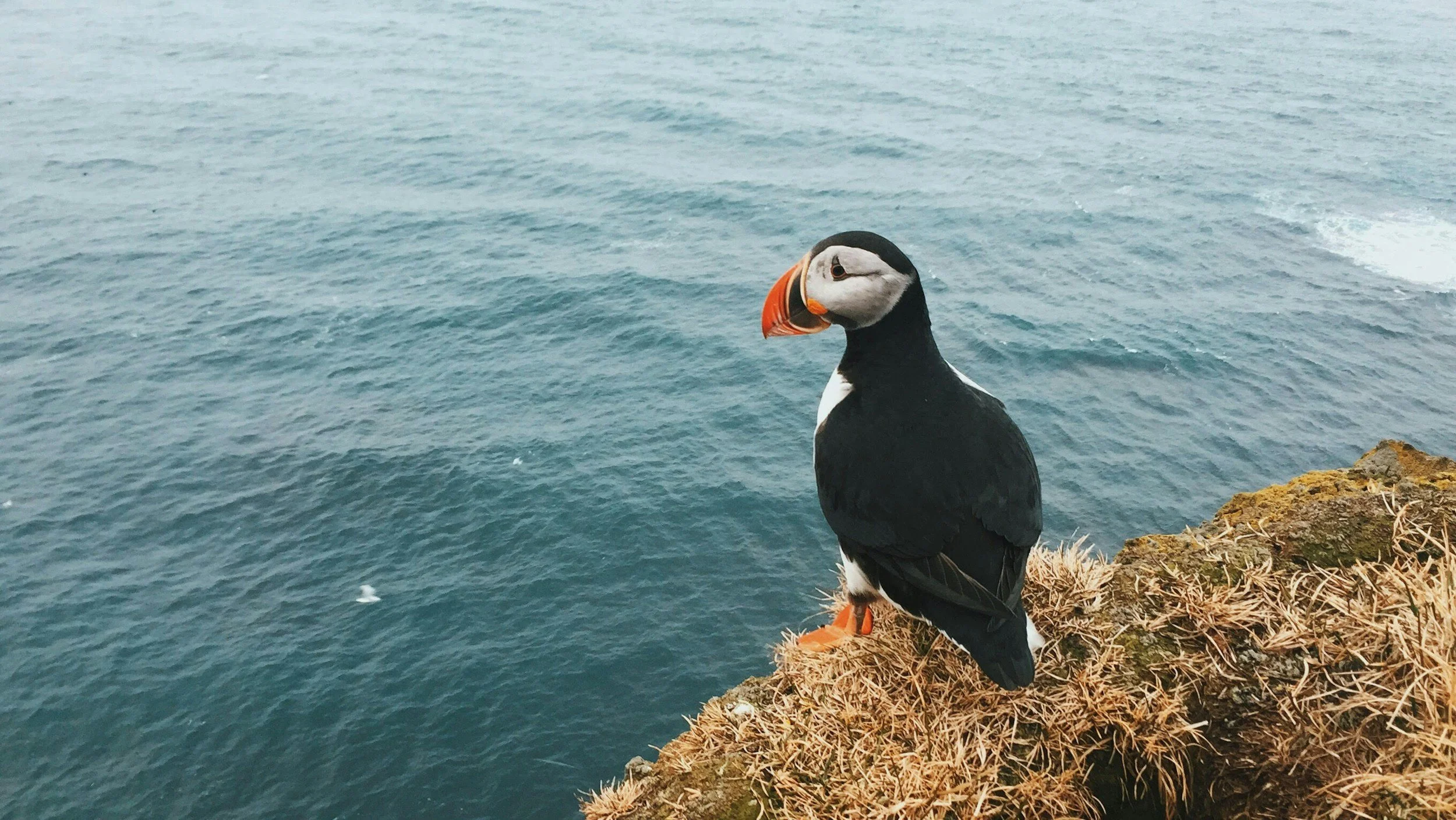 Un frailecillo posado en un acantilado rocoso con vistas al mar.