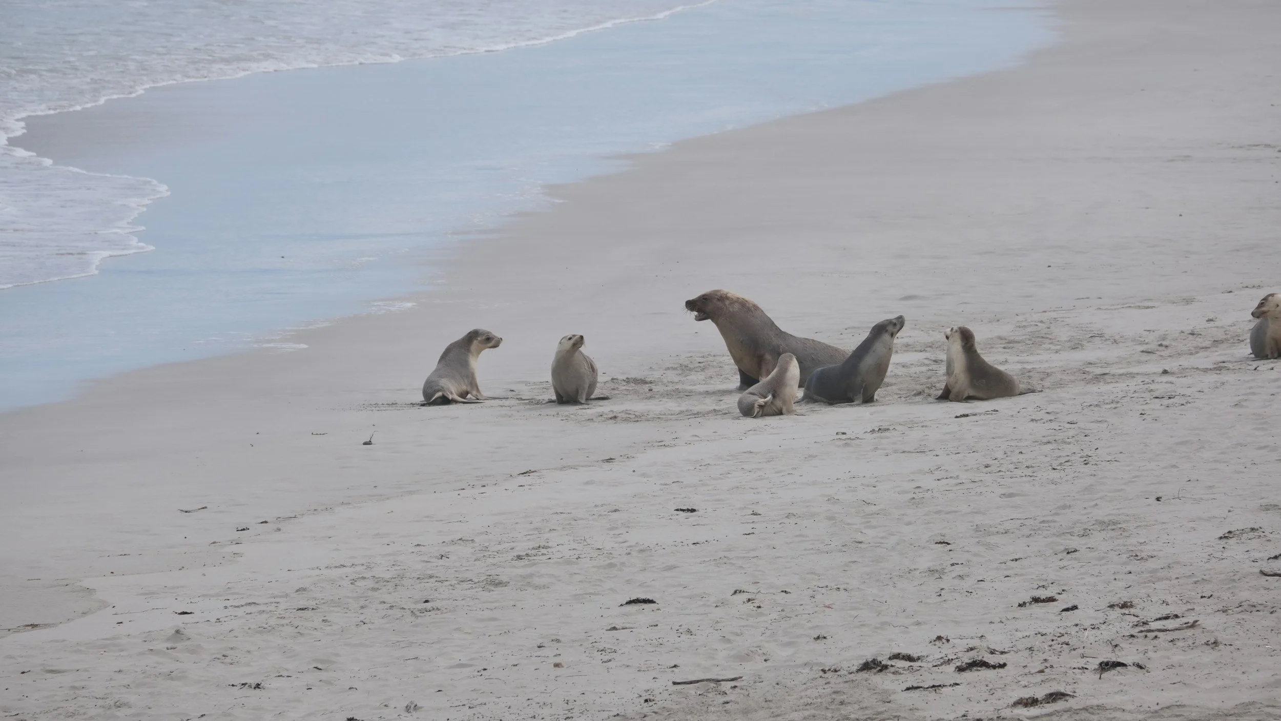 Un grupo de focas descansando en una playa de arena cerca de la orilla, con las olas acercándose suavemente a la costa.