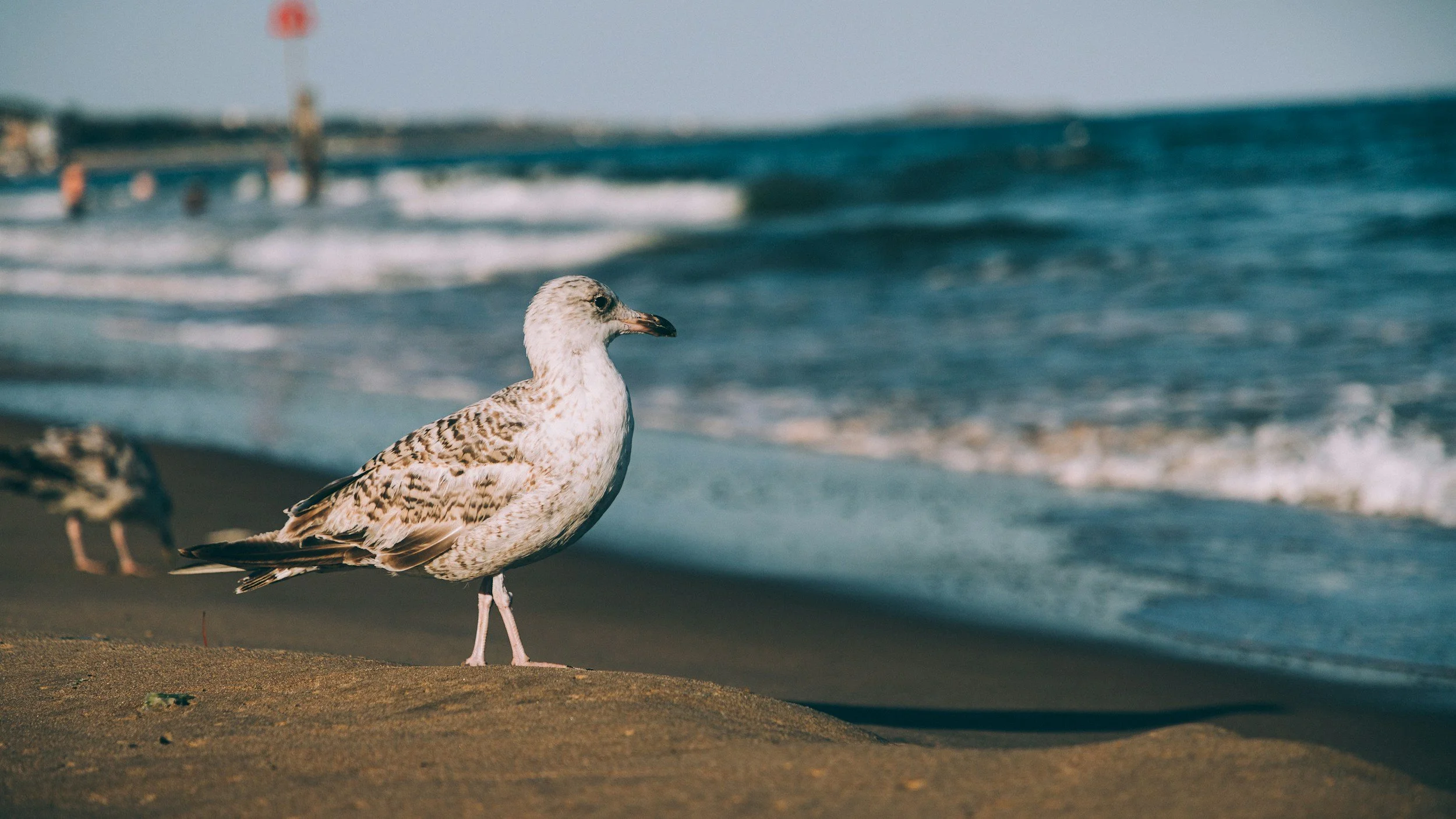 Una gaviota posada en una playa de arena con las olas del mar al fondo.