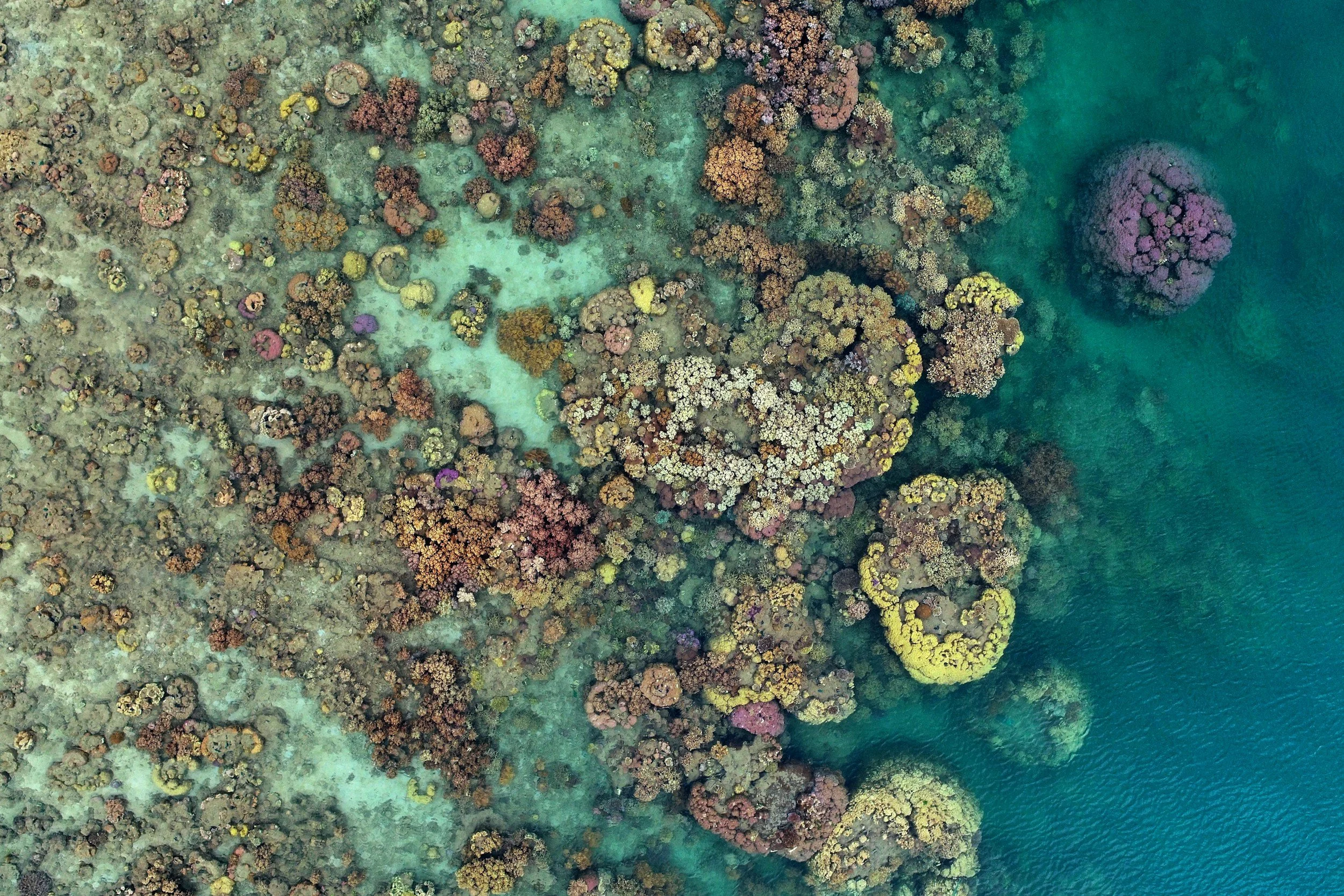 Una vista aérea de un arrecife de coral con diversos corales de colores y extensiones de agua marina que rodean el arrecife.