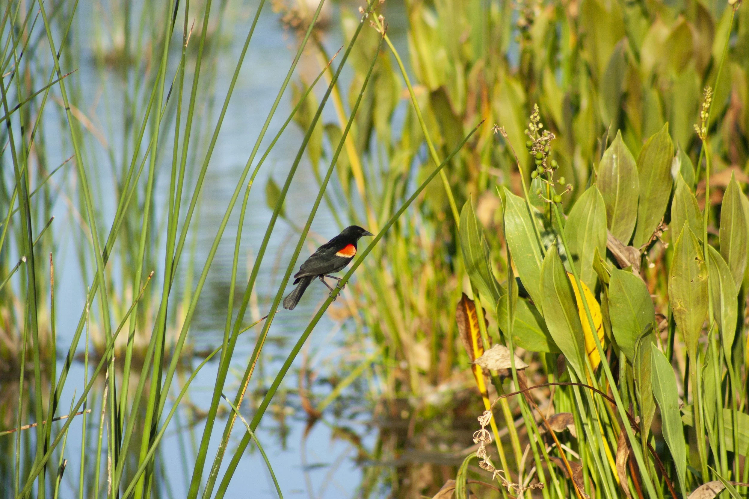 Un pequeño pájaro negro y naranja posado en una caña en una zona pantanosa rodeada de altas hierbas y plantas verdes.