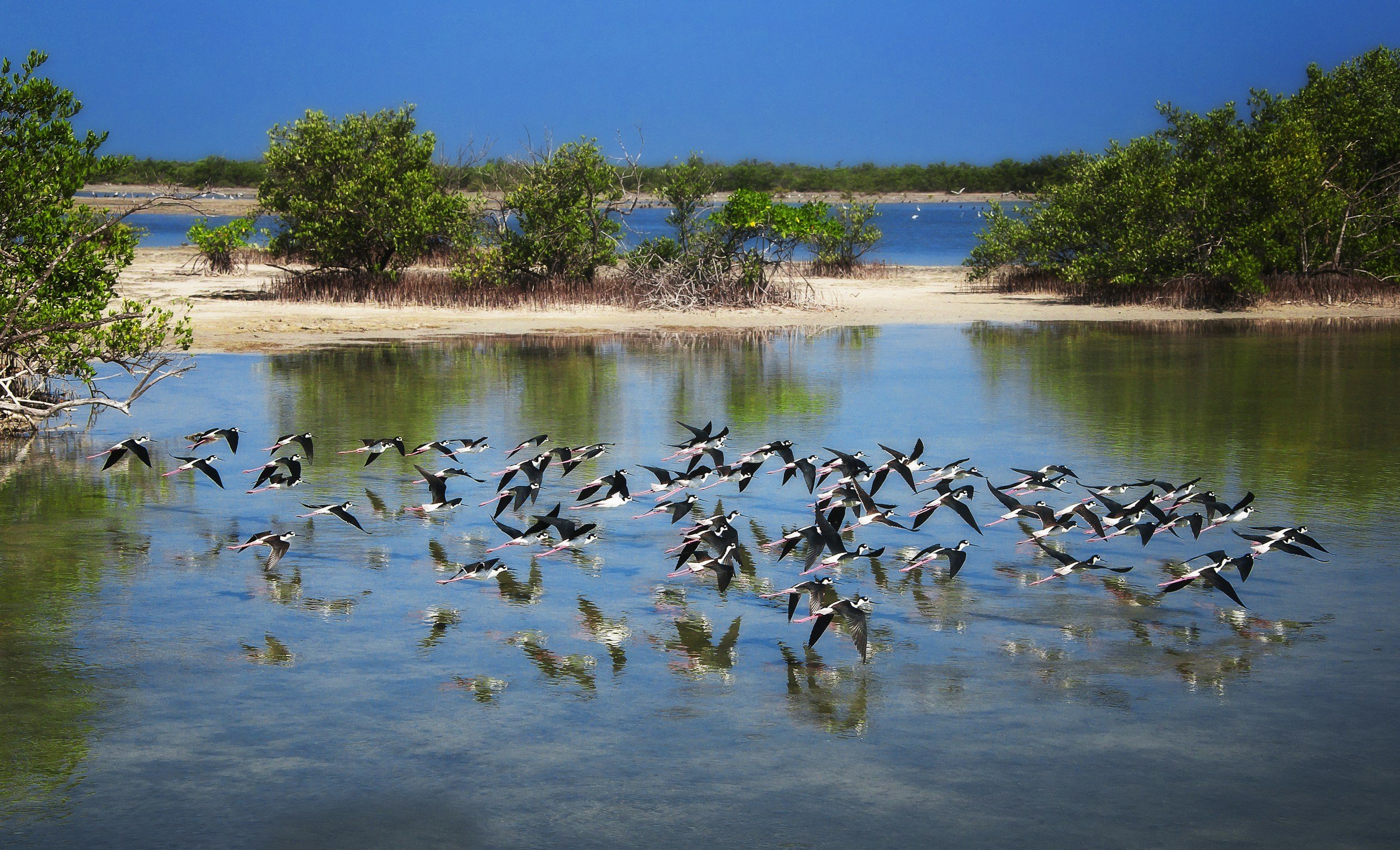 Un grupo de aves blancas y negras sobrevolando una tranquila extensión de agua, con arbustos verdes a lo largo de la orilla y una playa de arena al fondo, bajo un cielo azul.
