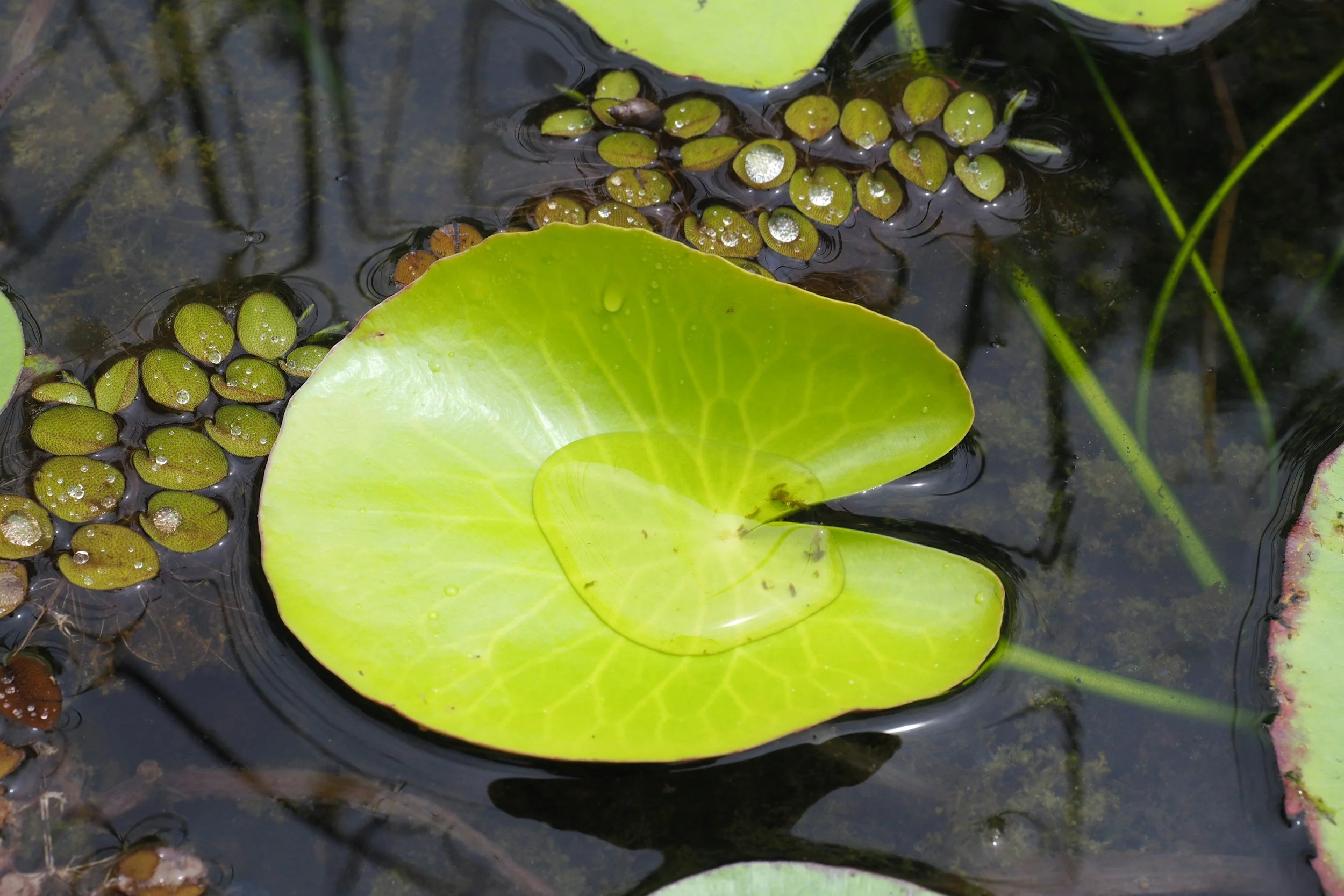 Un nenúfar verde flotando en el agua, rodeado de pequeños nenúfares marrones con gotas de agua; se ven algunos tallos verdes.
