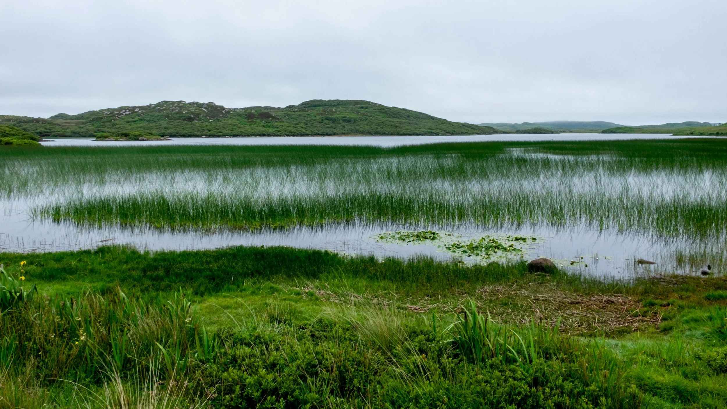 Una vista panorámica de un lago con hierba alta y verde, nenúfares flotantes y colinas onduladas al fondo, bajo un cielo nublado.