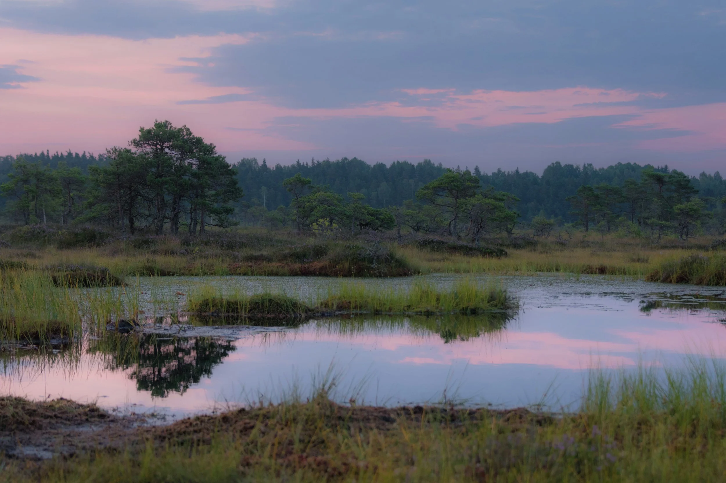 Un paisaje apacible en el que se aprecia una tranquila extensión de agua que refleja los tonos rosados y azules del cielo al atardecer, con una variedad de árboles al fondo y hierba alta a lo largo de la orilla.