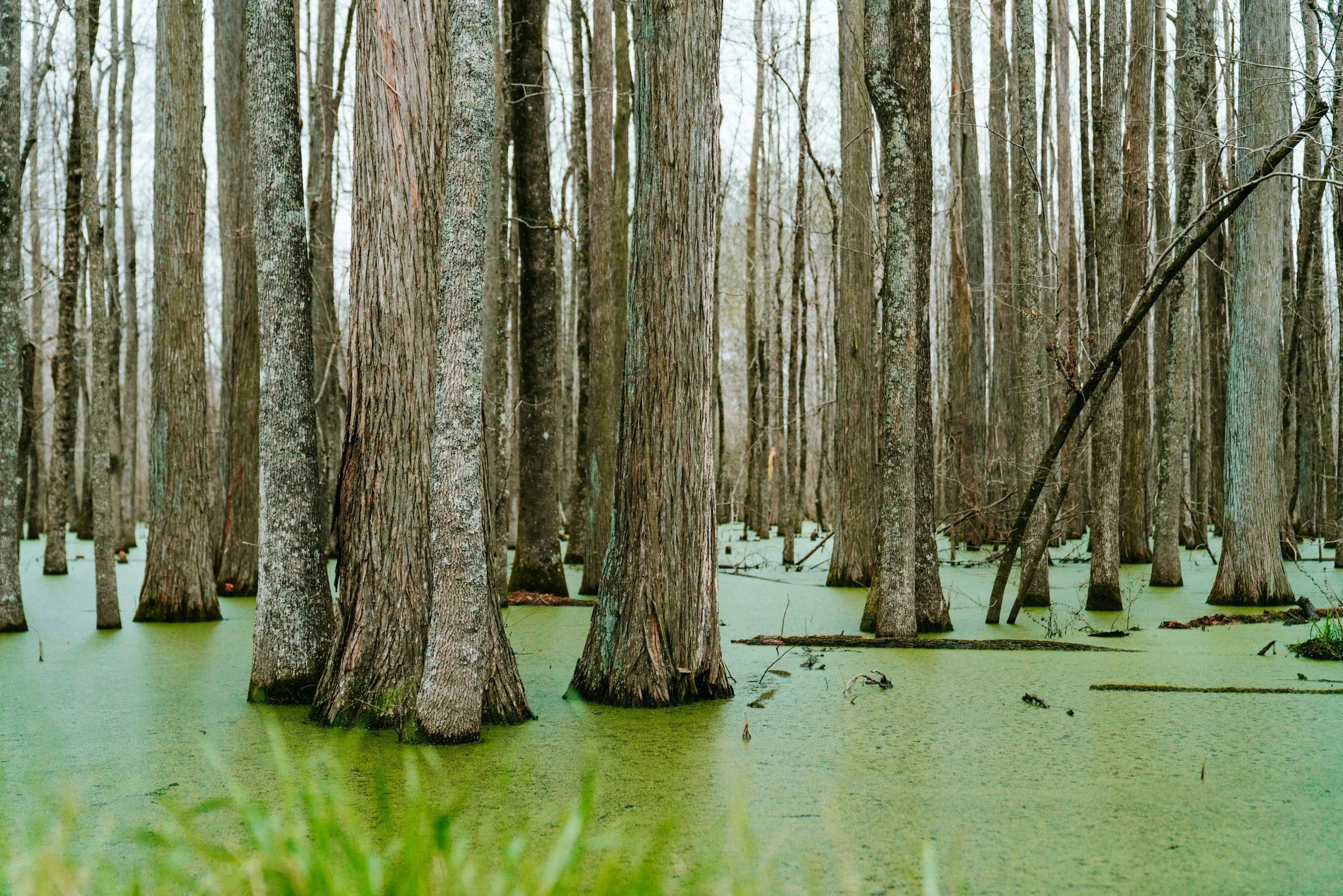 Un pantano lleno de árboles altos y sin hojas que se alzan sobre aguas verdosas.