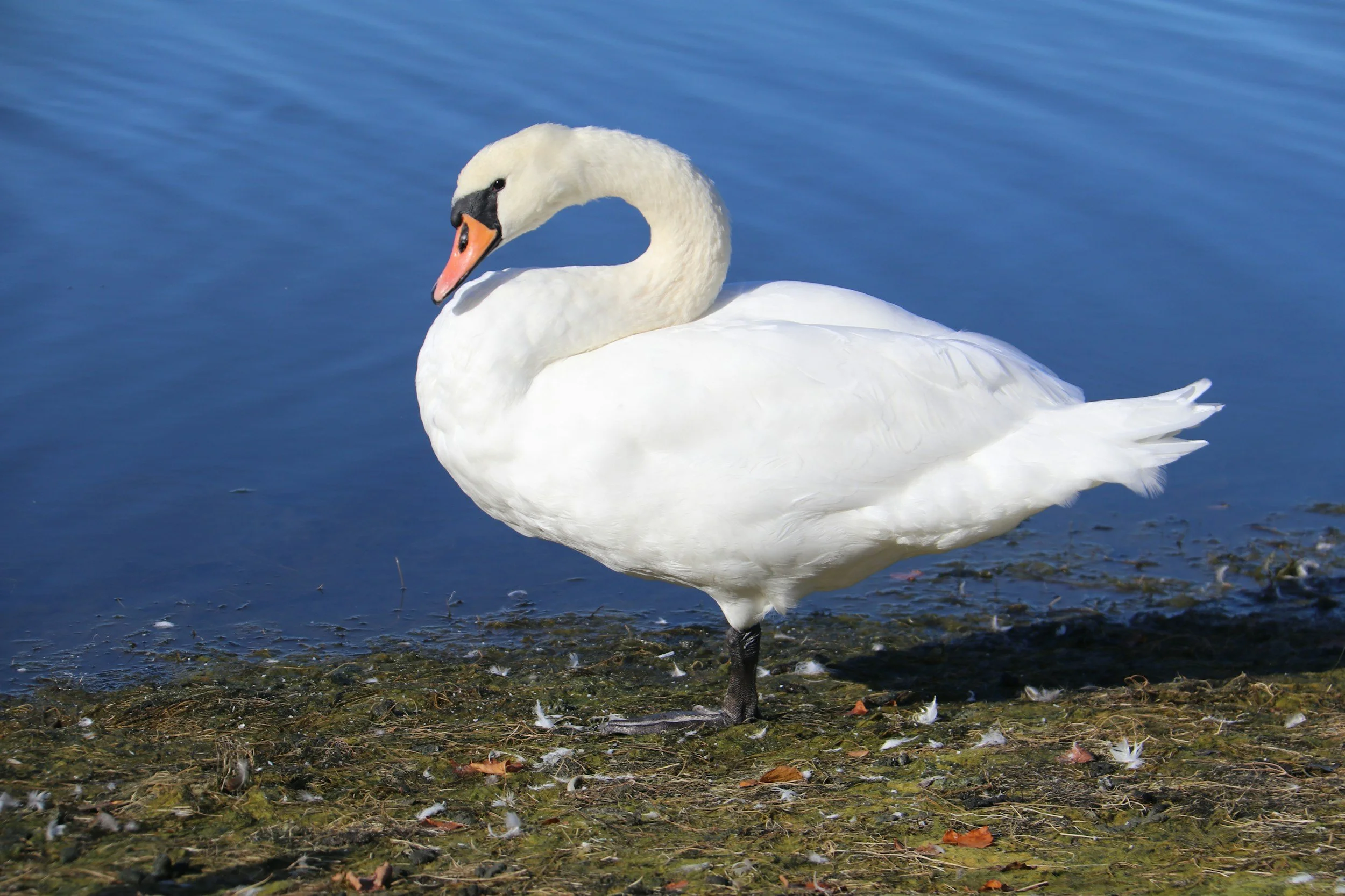 Un cisne blanco de pie en aguas poco profundas cerca de la orilla, con el agua al fondo y plumas esparcidas por el suelo.