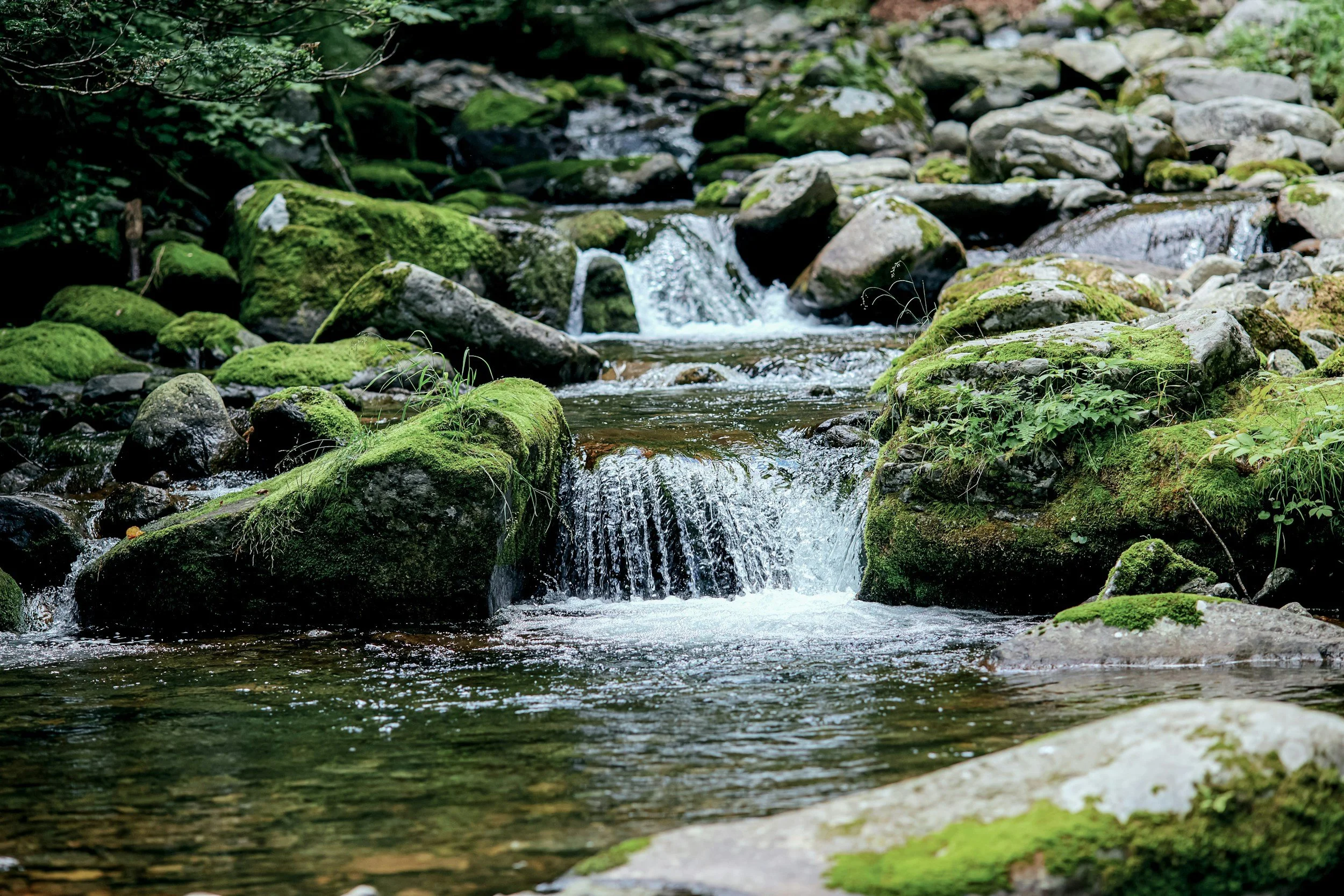 Una pequeña cascada que cae sobre unas rocas cubiertas de musgo en un arroyo del bosque.