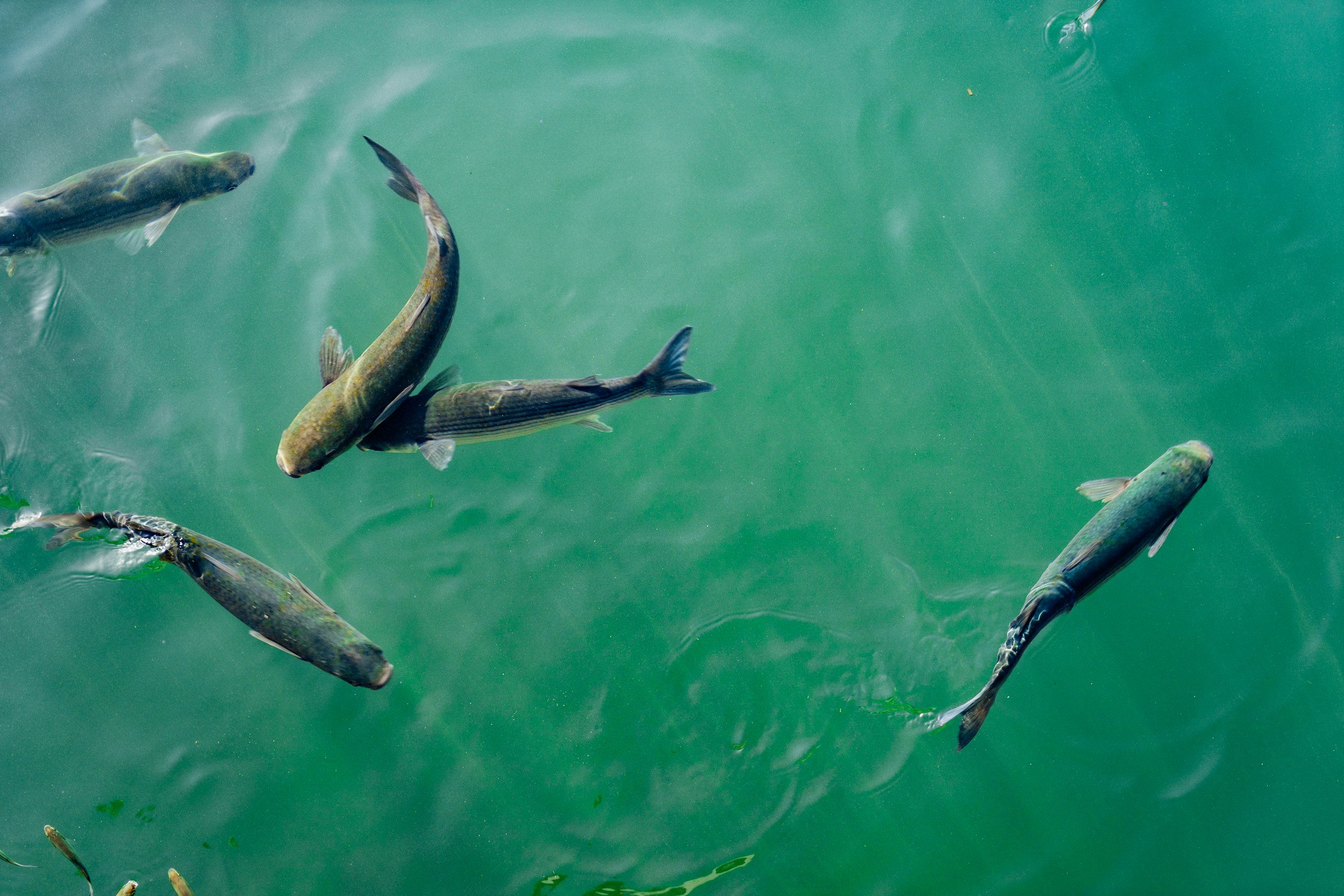 Varios peces nadando en aguas verdes.
