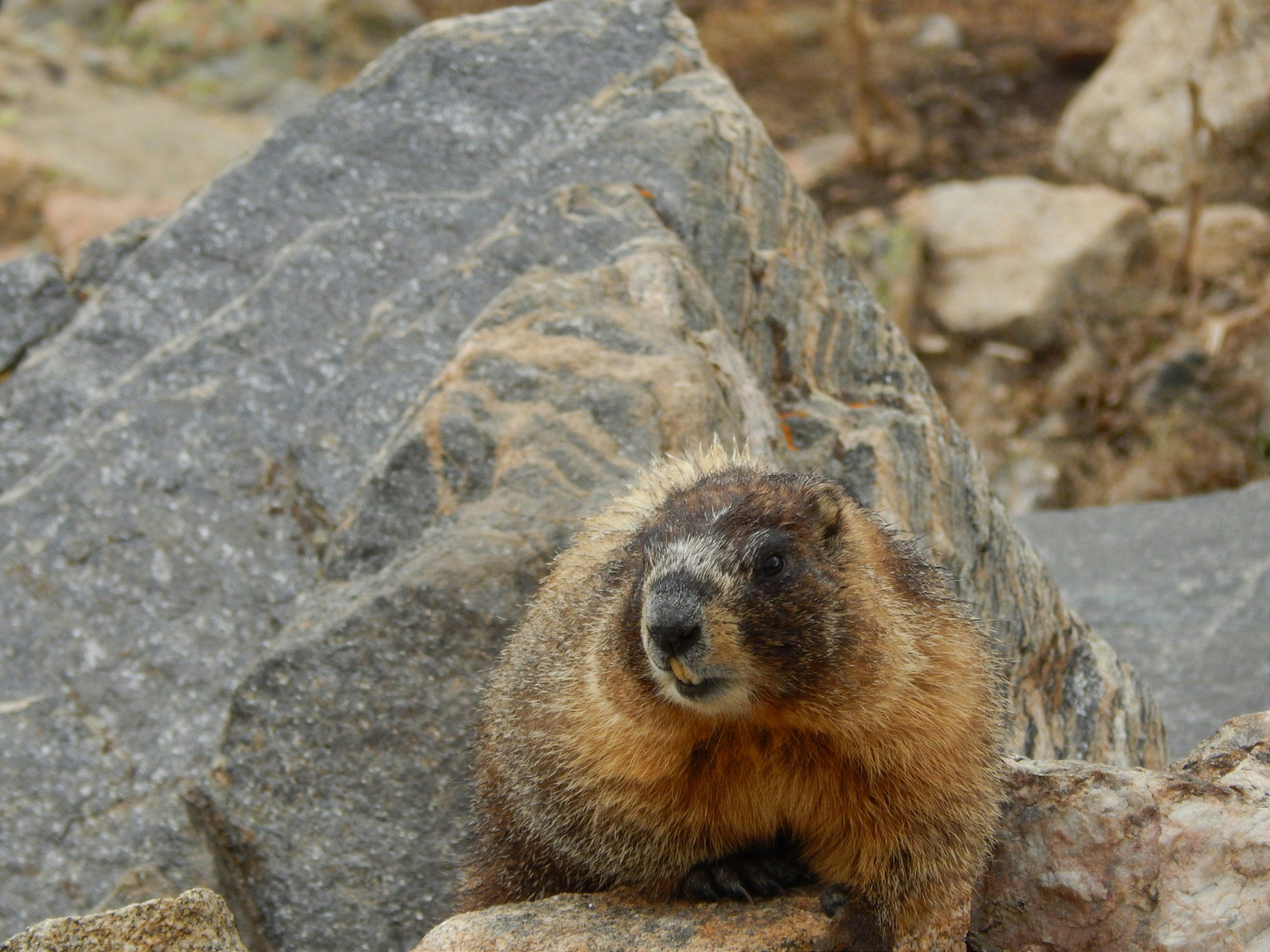Una marmota tumbada sobre una superficie rocosa, con grandes rocas al fondo.