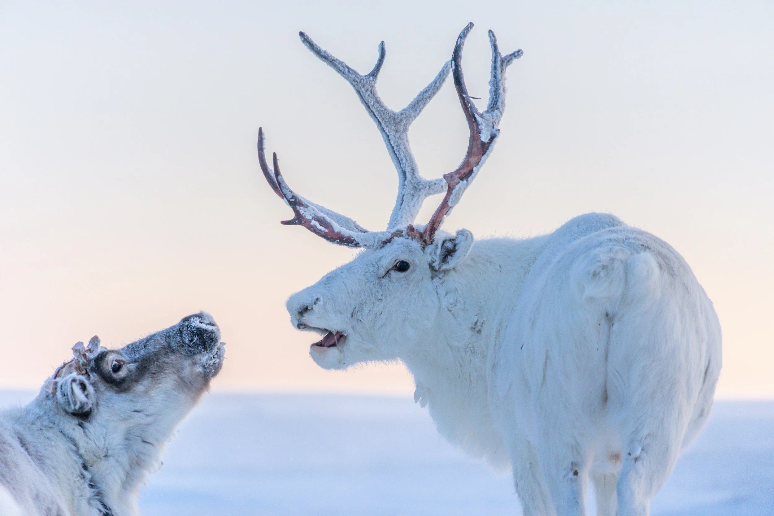 A white reindeer with large antlers covered in frost standing in a snowy landscape. Two small arctic foxes frolicking nearby on the snow.