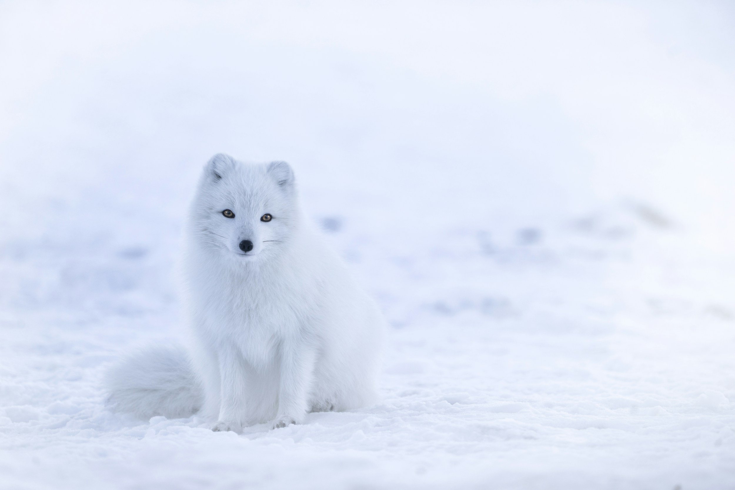 A white wolf standing in a snowy landscape, facing forward with piercing yellow eyes, surrounded by a vast, snow-covered terrain under an overcast sky.