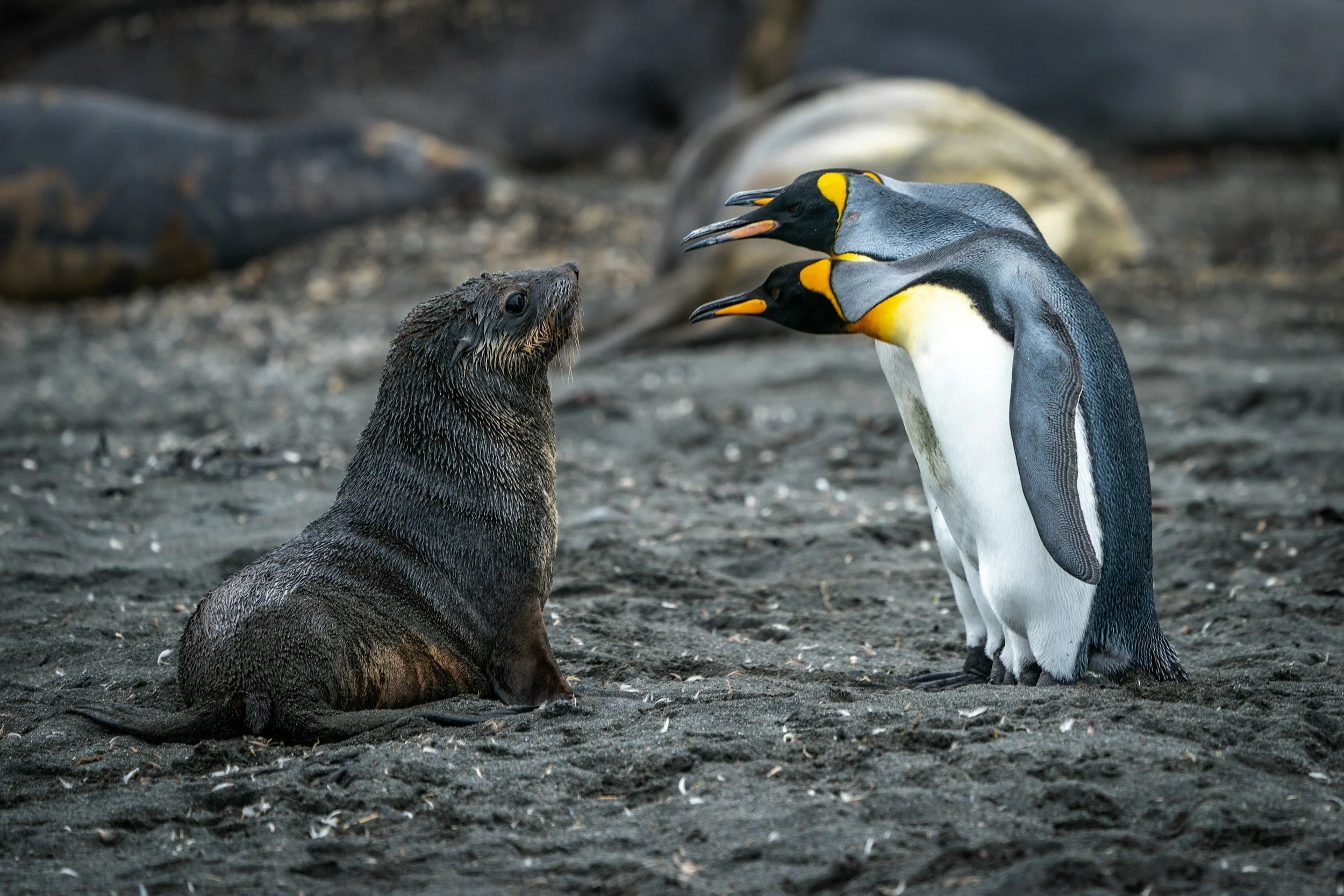 A seal sitting on the ground in front of two penguins that are facing each other, on a rocky, sandy terrain.